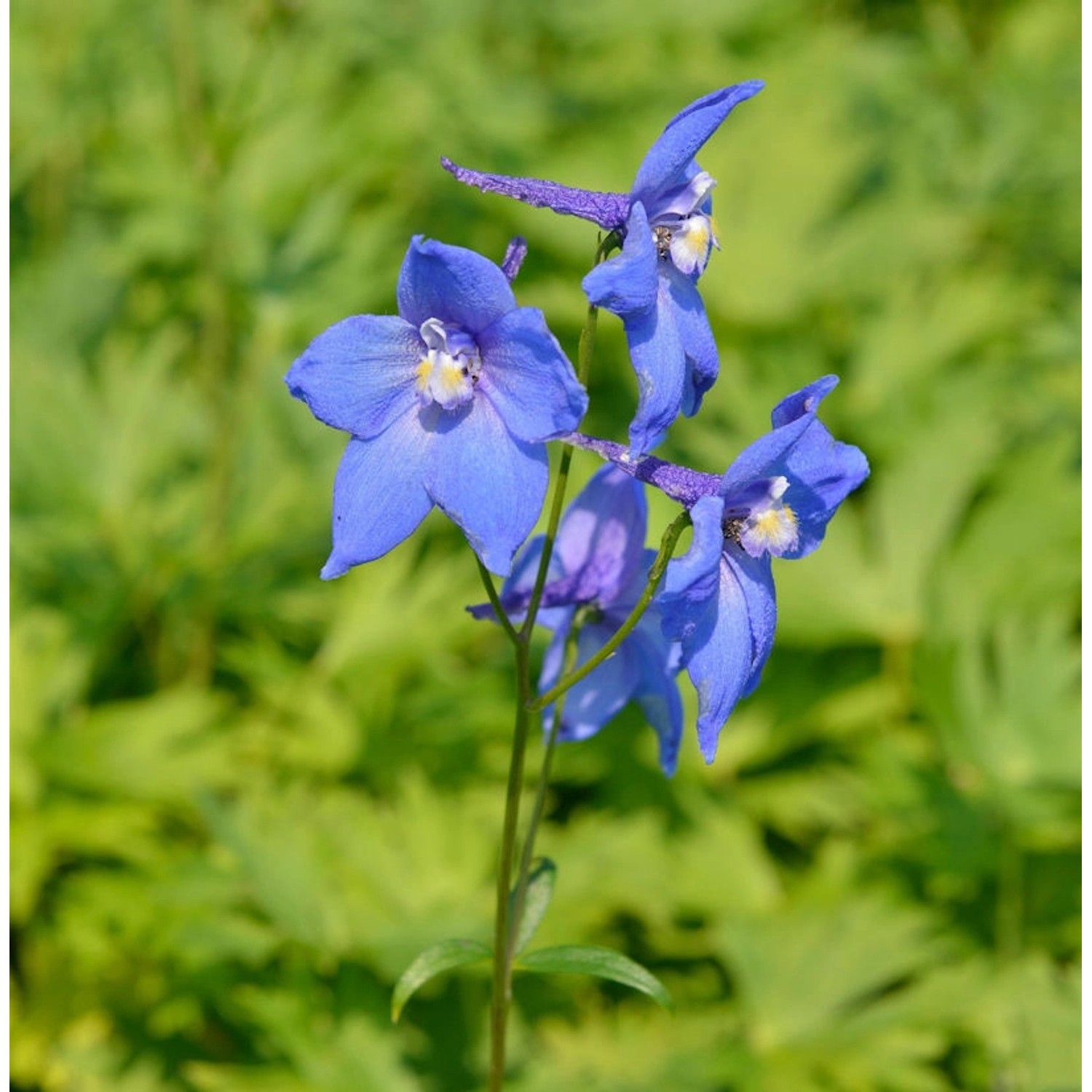 Rittersporn Balaton - Delphinium belladonna günstig online kaufen