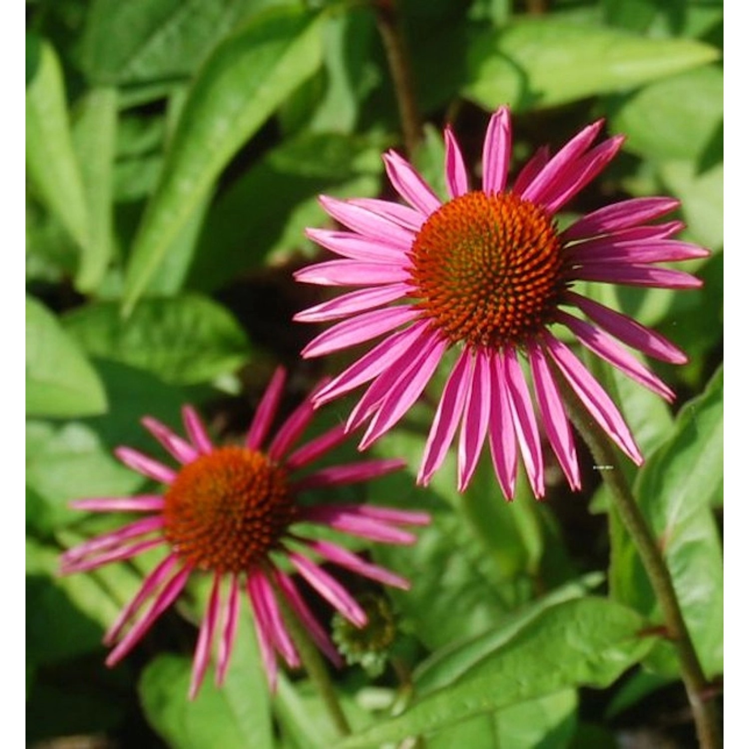 Sonnenhut Pica Bella - Echinacea purpurea günstig online kaufen