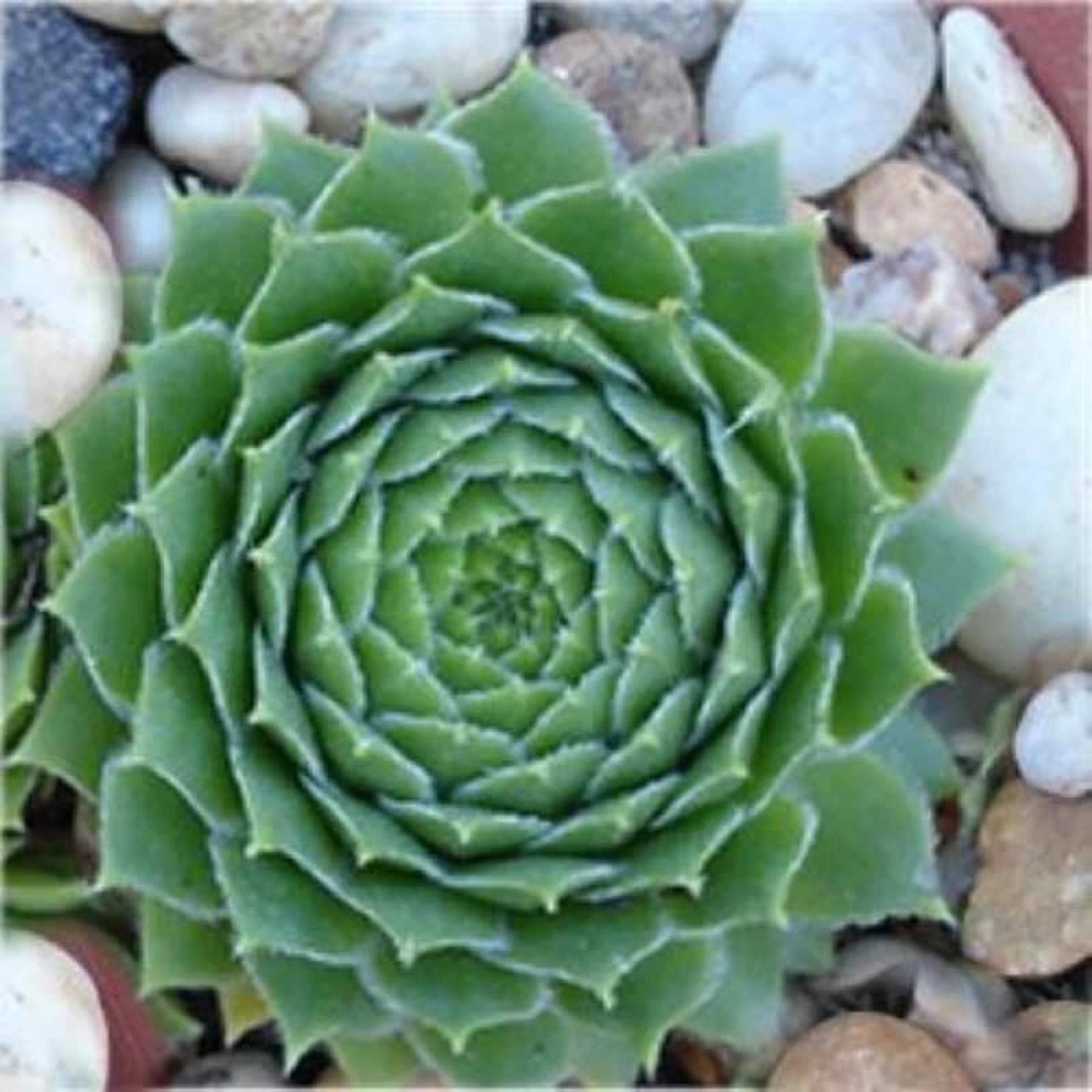 Dachwurz Mr. Giuseppe - Sempervivum cultorum günstig online kaufen