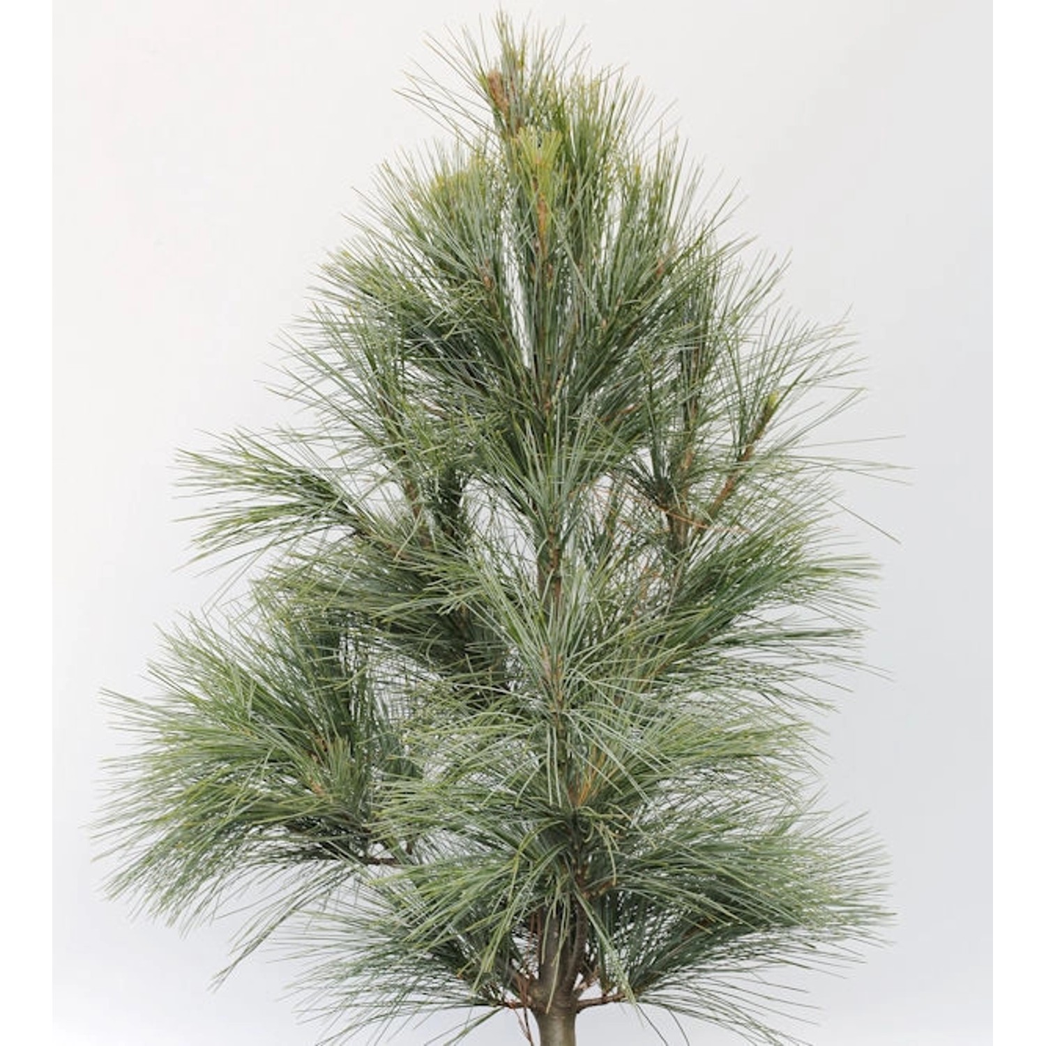 Kleine Tränenkiefer Densa Hill 30-40cm - Pinus wallichiana günstig online kaufen