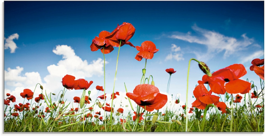 Artland Glasbild "Feld mit Mohnblumen unter Himmel", Blumenwiese, (1 St.), günstig online kaufen