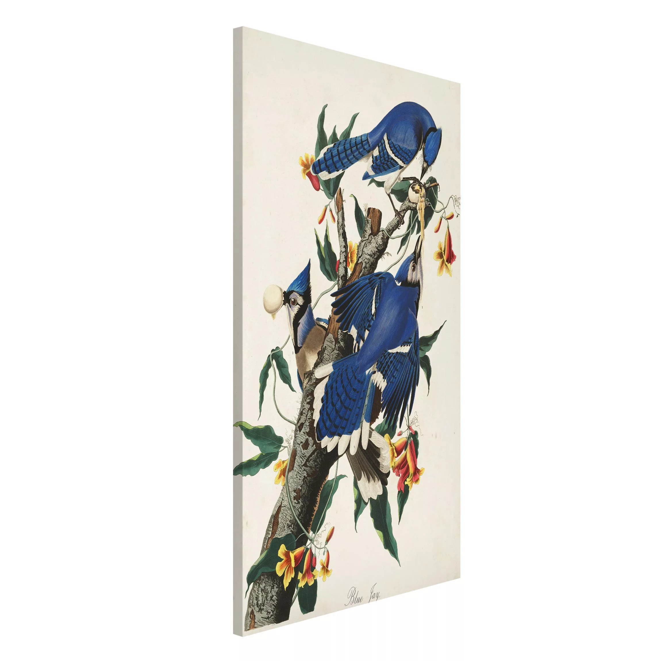 Magnettafel Blumen - Hochformat 3:4 Vintage Lehrtafel Blauer Häher günstig online kaufen