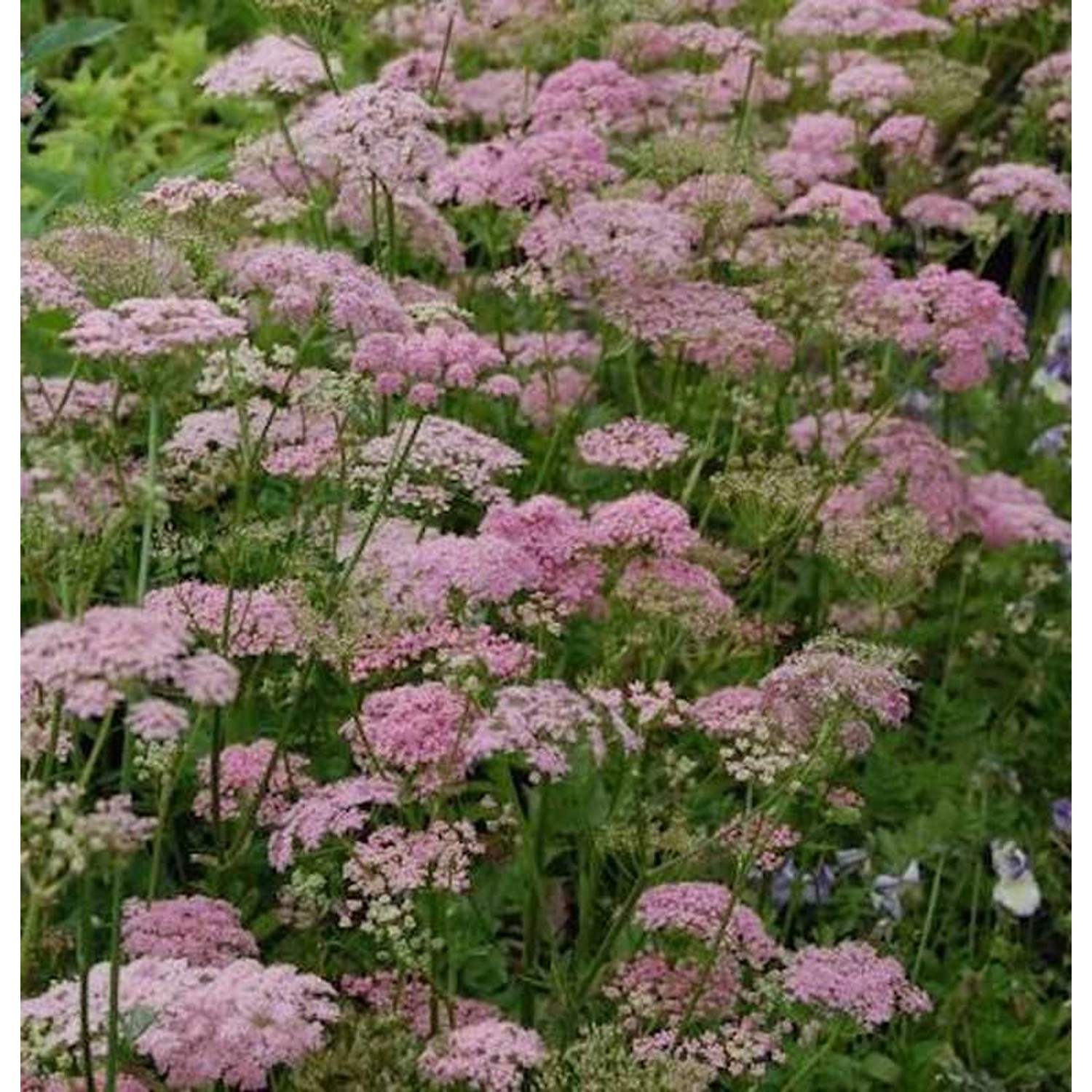 Große Bibernelle Rosea - Pimpinella major günstig online kaufen