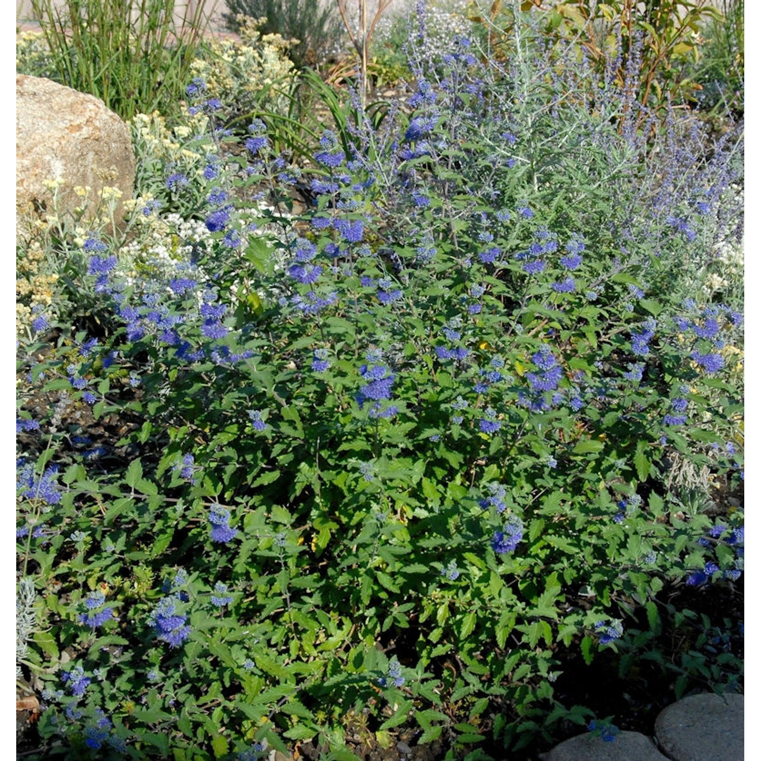 Bartblume Great Blue 30-40cm - Caryopteris clandonensis günstig online kaufen