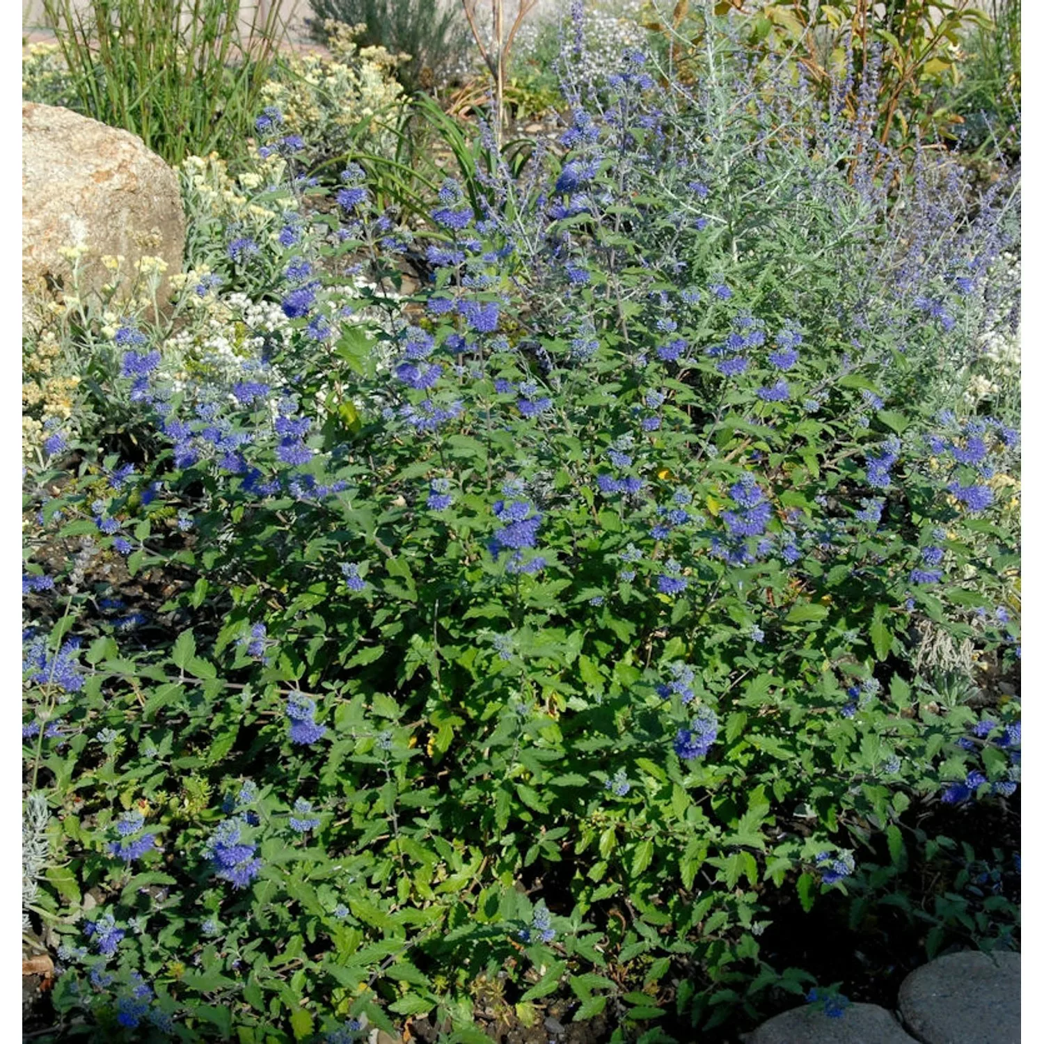 Bartblume Great Blue 40-50cm - Caryopteris clandonensis günstig online kaufen