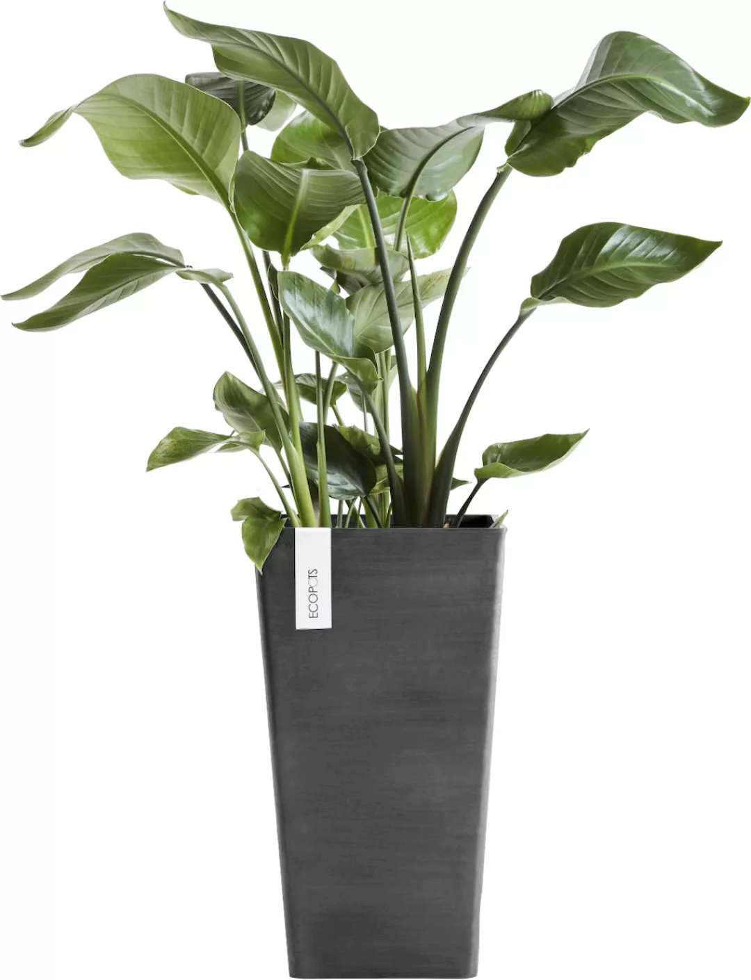 Ecopots Pflanztopf Rotterdam Halbhoch Dunkelgrau 31 cm x 56 cm günstig online kaufen