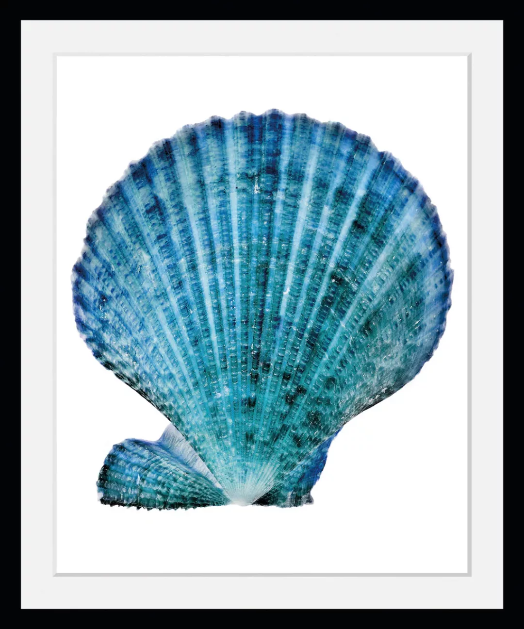 queence Bild »Kain«, Meer-Wassertiere-Kunst-Foto, (1 St.), HD Premium Poste günstig online kaufen