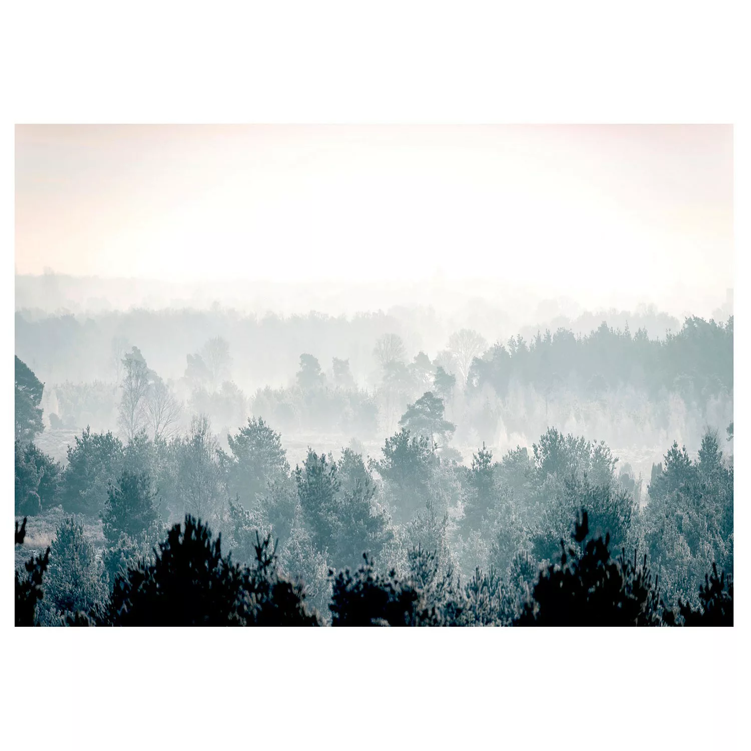 Selbstklebende Fototapete - Winter Forest günstig online kaufen