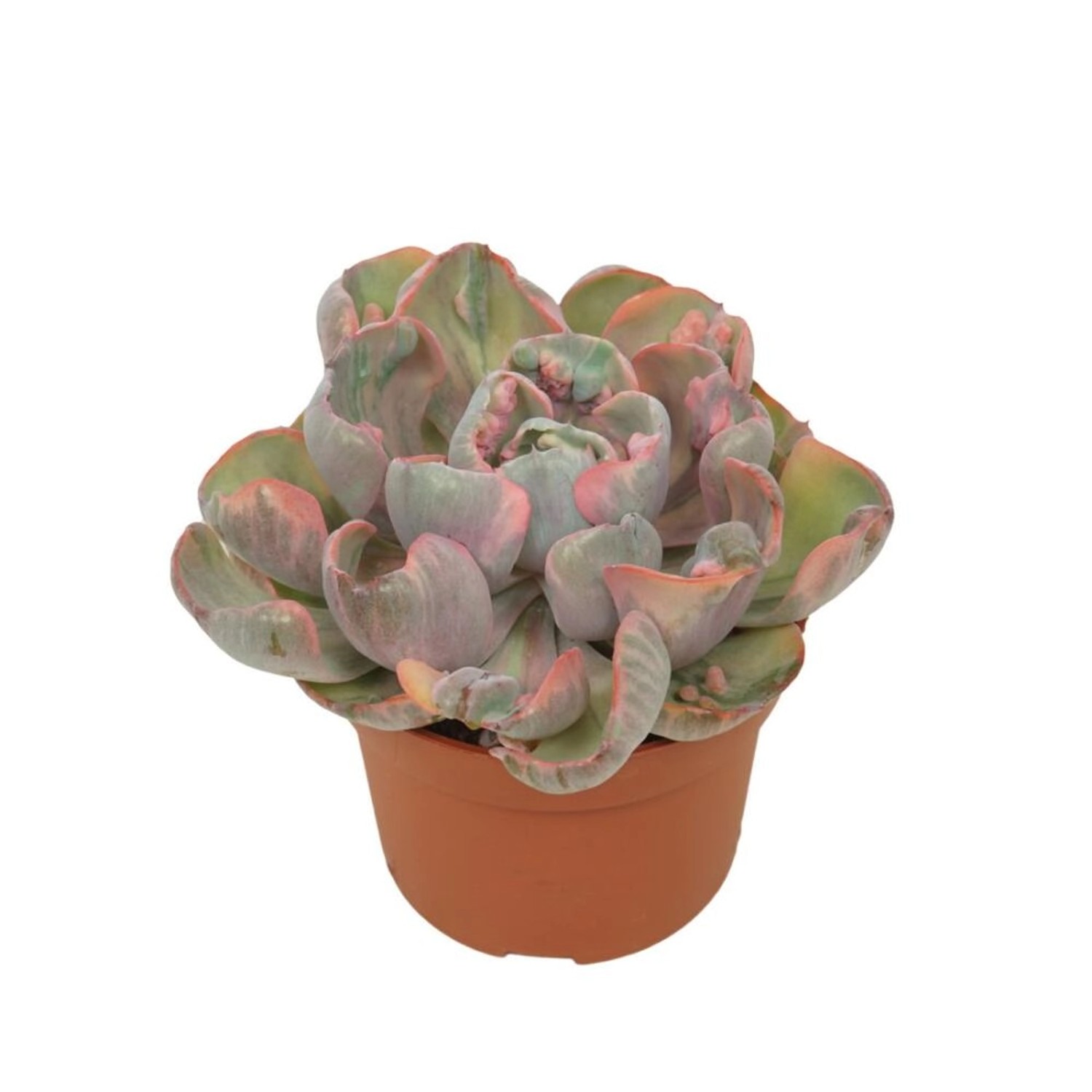 Exotenherz Buntes Rosetten Dickblatt Echeveria Cleopatra RARITÄT Pflegeleic günstig online kaufen