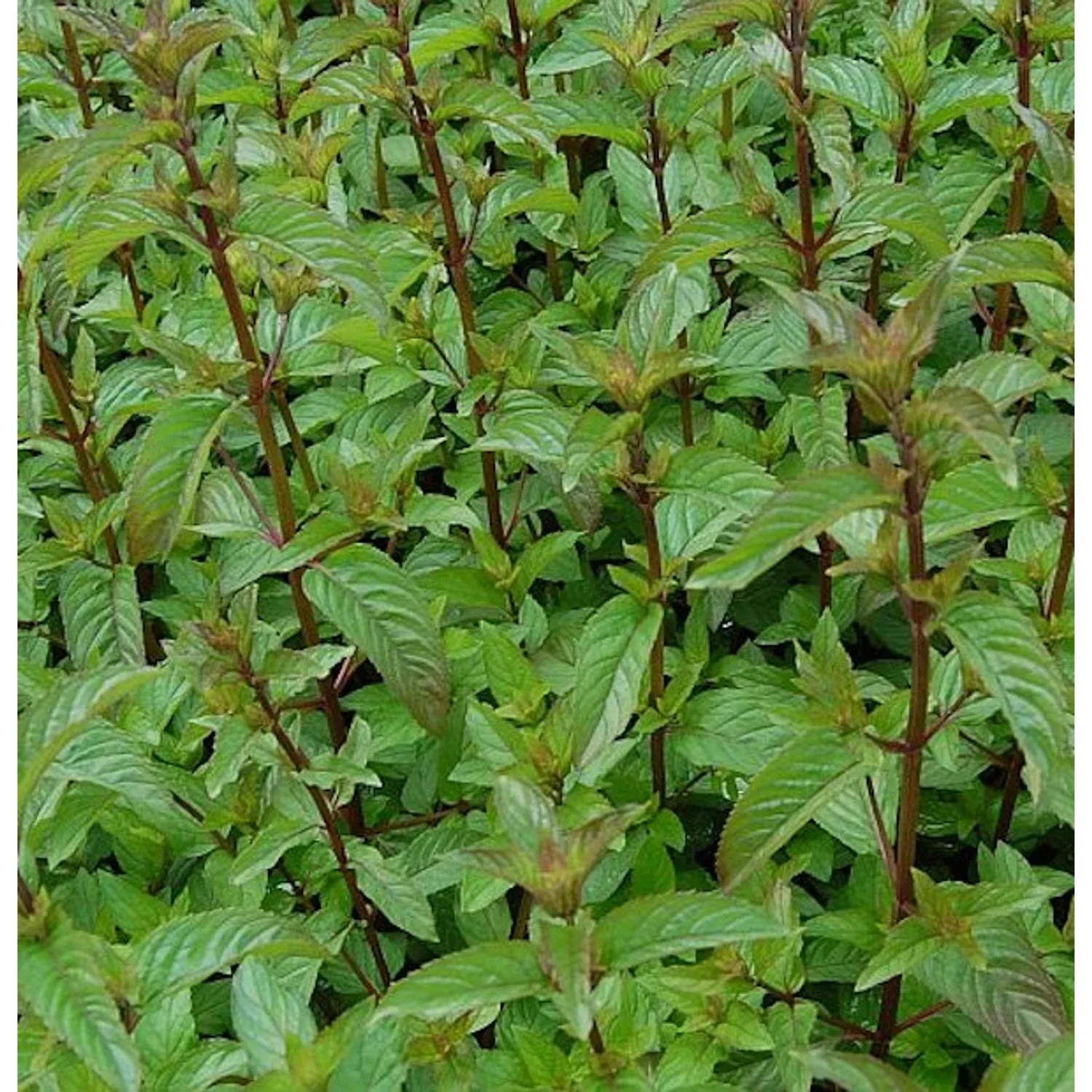 Schokoladen Pfefferminze - Mentha piperita günstig online kaufen