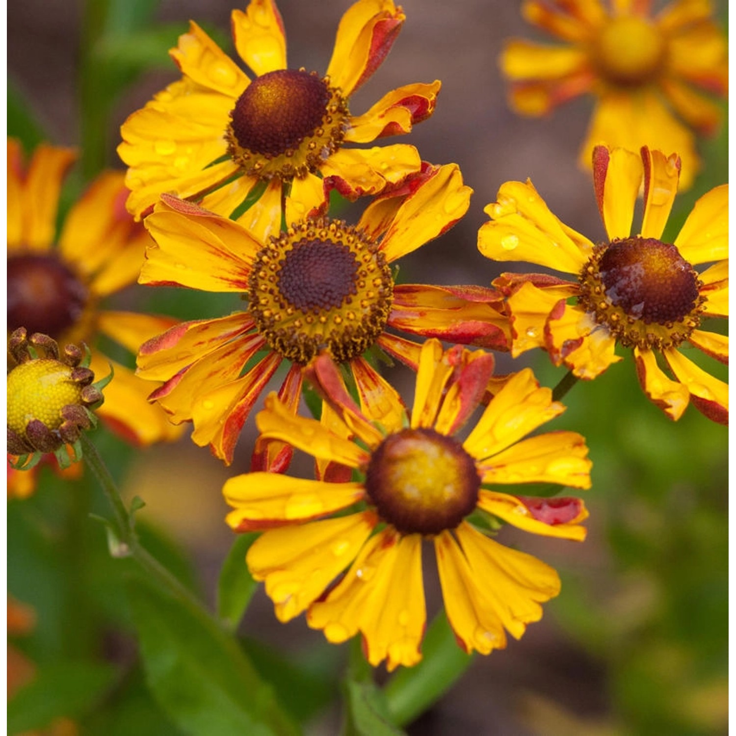 Sonnenbraut Wesergold - Helenium cultorum günstig online kaufen