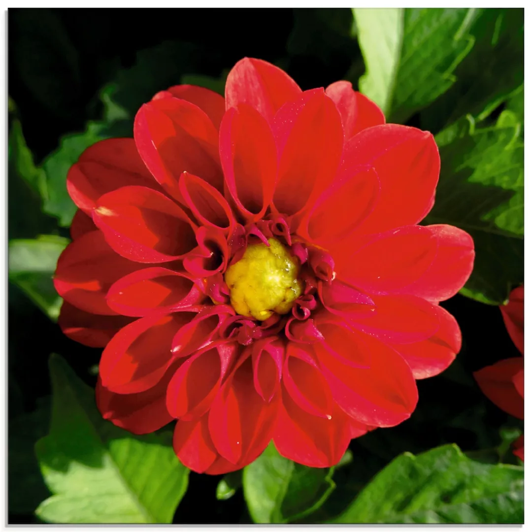 Artland Glasbild "Rote Dahlienblüte", Blumen, (1 St.) günstig online kaufen