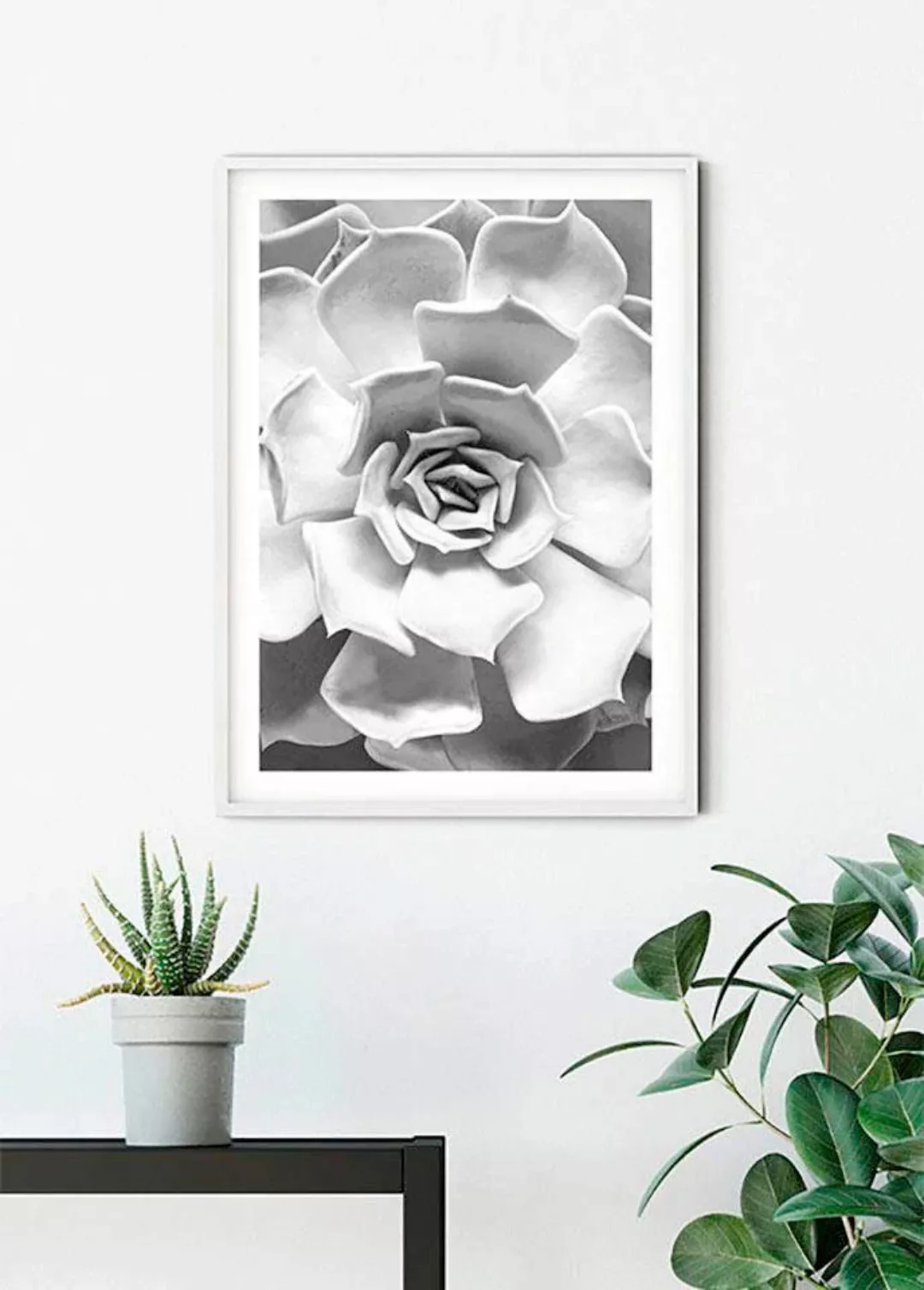 Komar Poster "Succulent Closeup", Pflanzen-Blätter, (1 St.), Kinderzimmer, günstig online kaufen