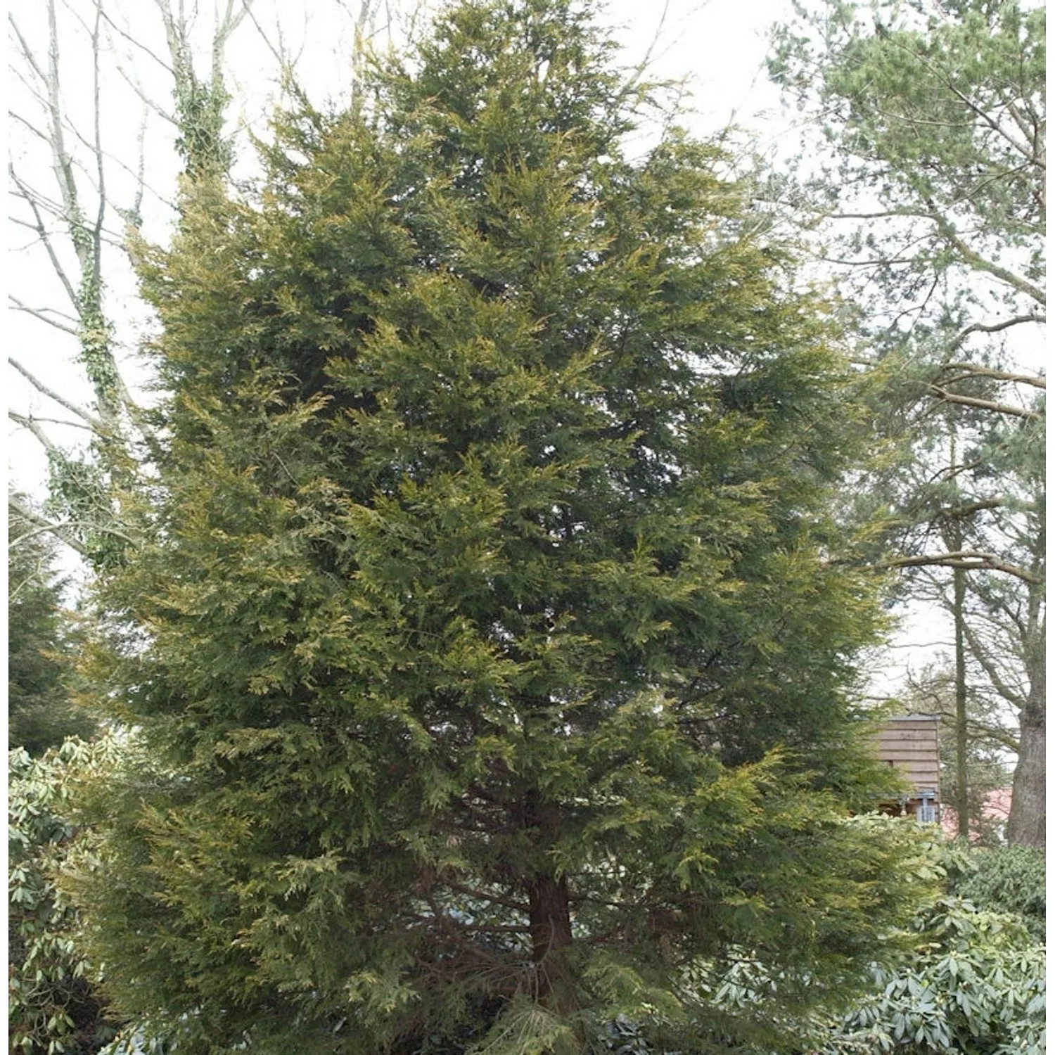Gelbe Leyland Zypresse Castlewellan Gold 40-60cm - Cupressocyparis leylandi günstig online kaufen