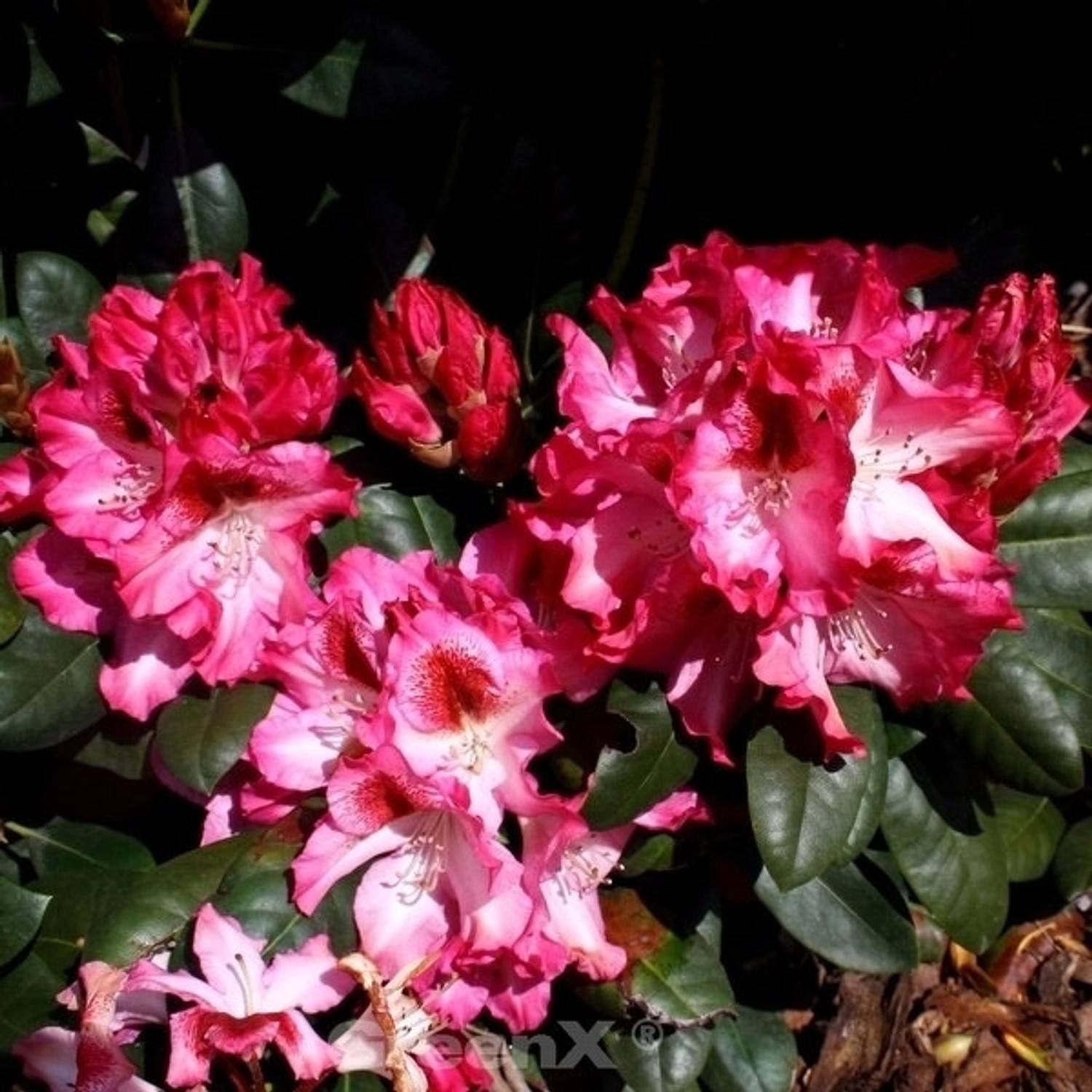 INKARHO - Großblumige Rhododendron Marianka 40-50cm - Alpenrose günstig online kaufen