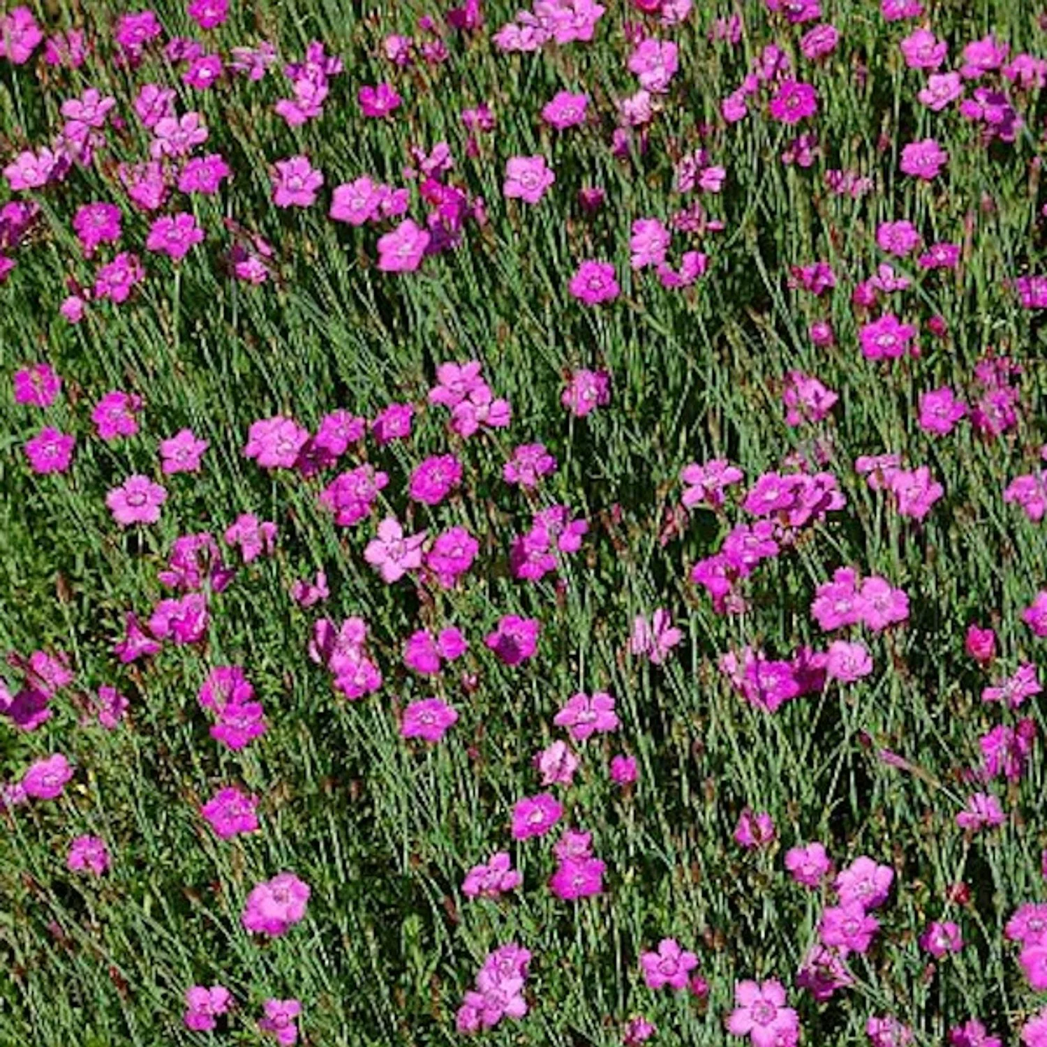 Heidennelke Roseus - Dianthus deltoides günstig online kaufen