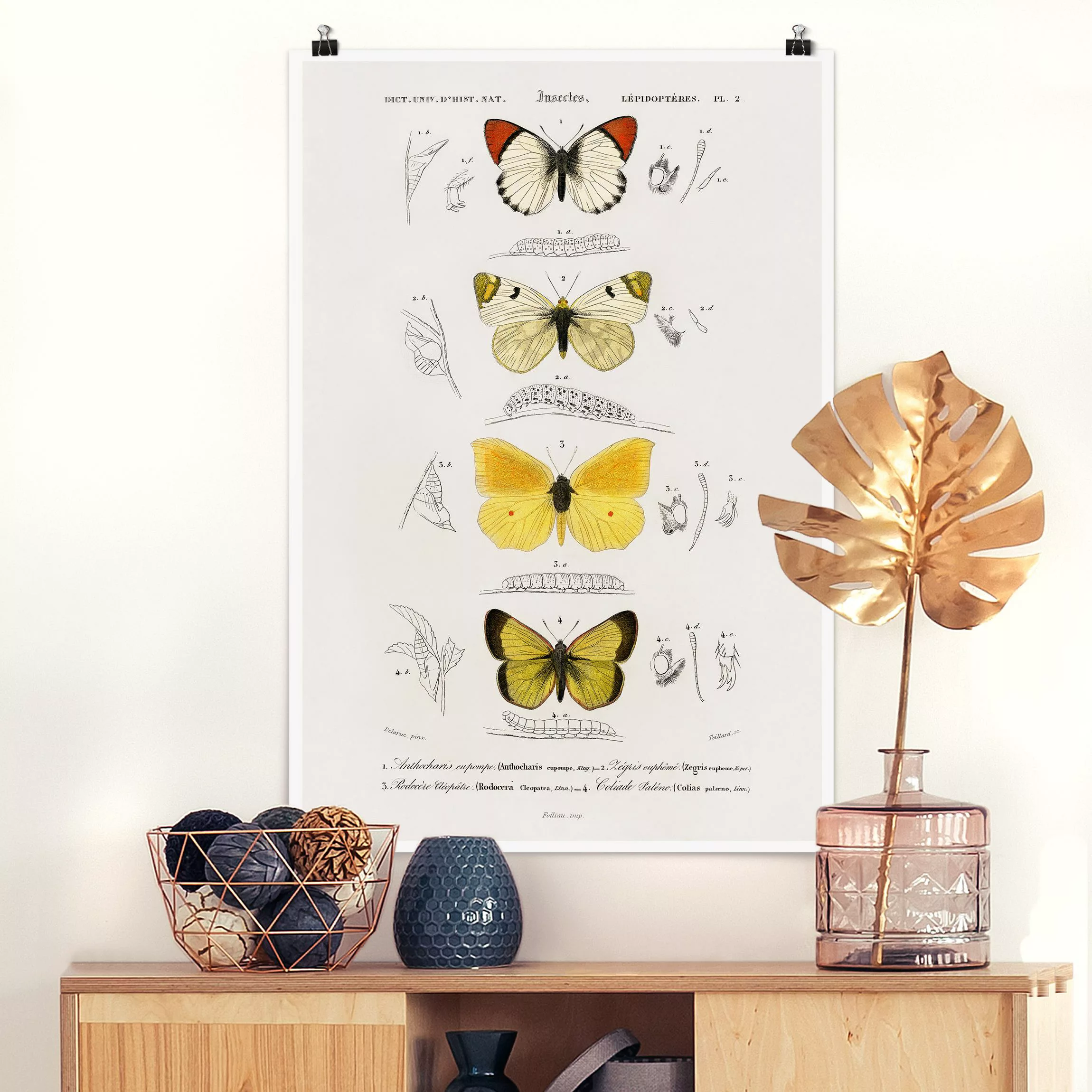Poster Vintage Lehrtafel Schmetterlinge II günstig online kaufen