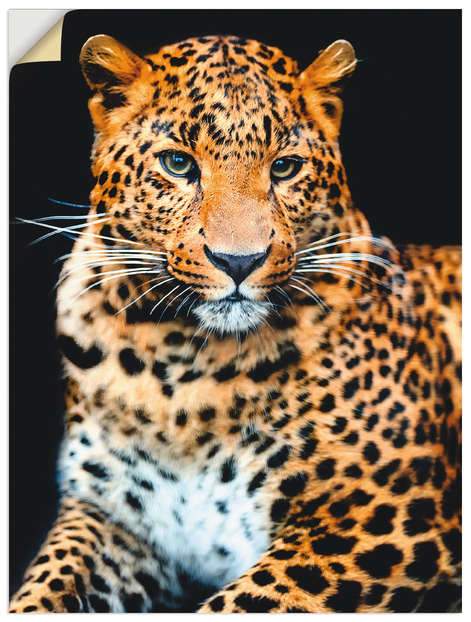 Artland Wandbild »Wütender wilder Leopard«, Wildtiere, (1 St.), als Alubild günstig online kaufen