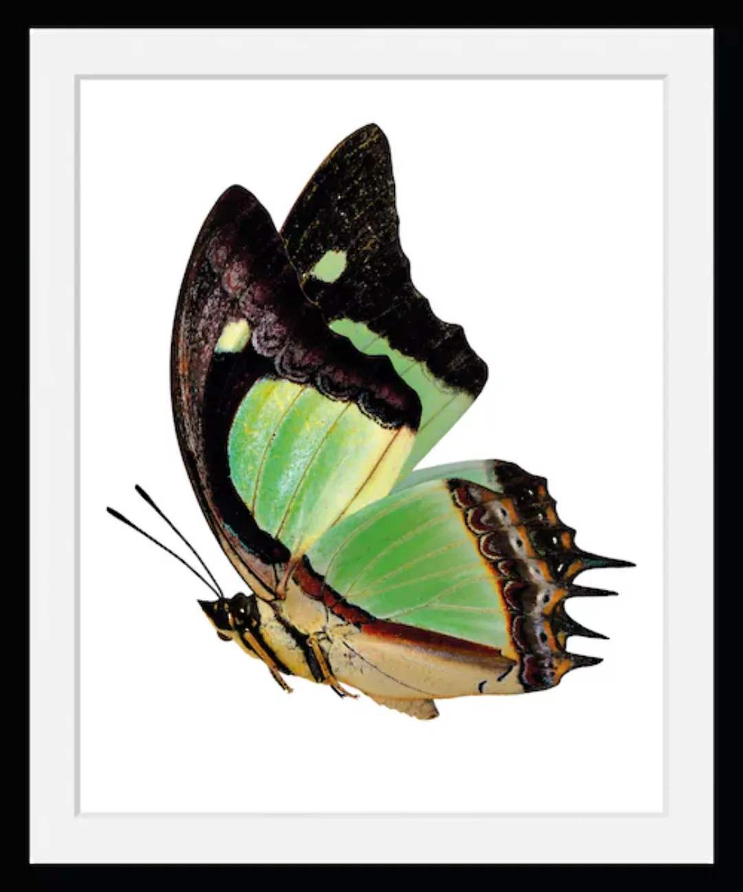 queence Bild "Charly", Schmetterlinge, (1 St.) günstig online kaufen