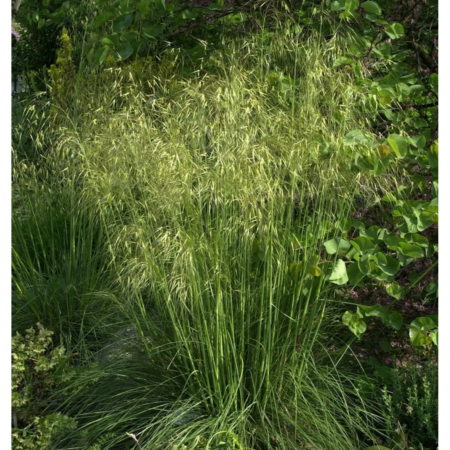 Riesenfedergras - großer Topf - Stipa gigantea günstig online kaufen