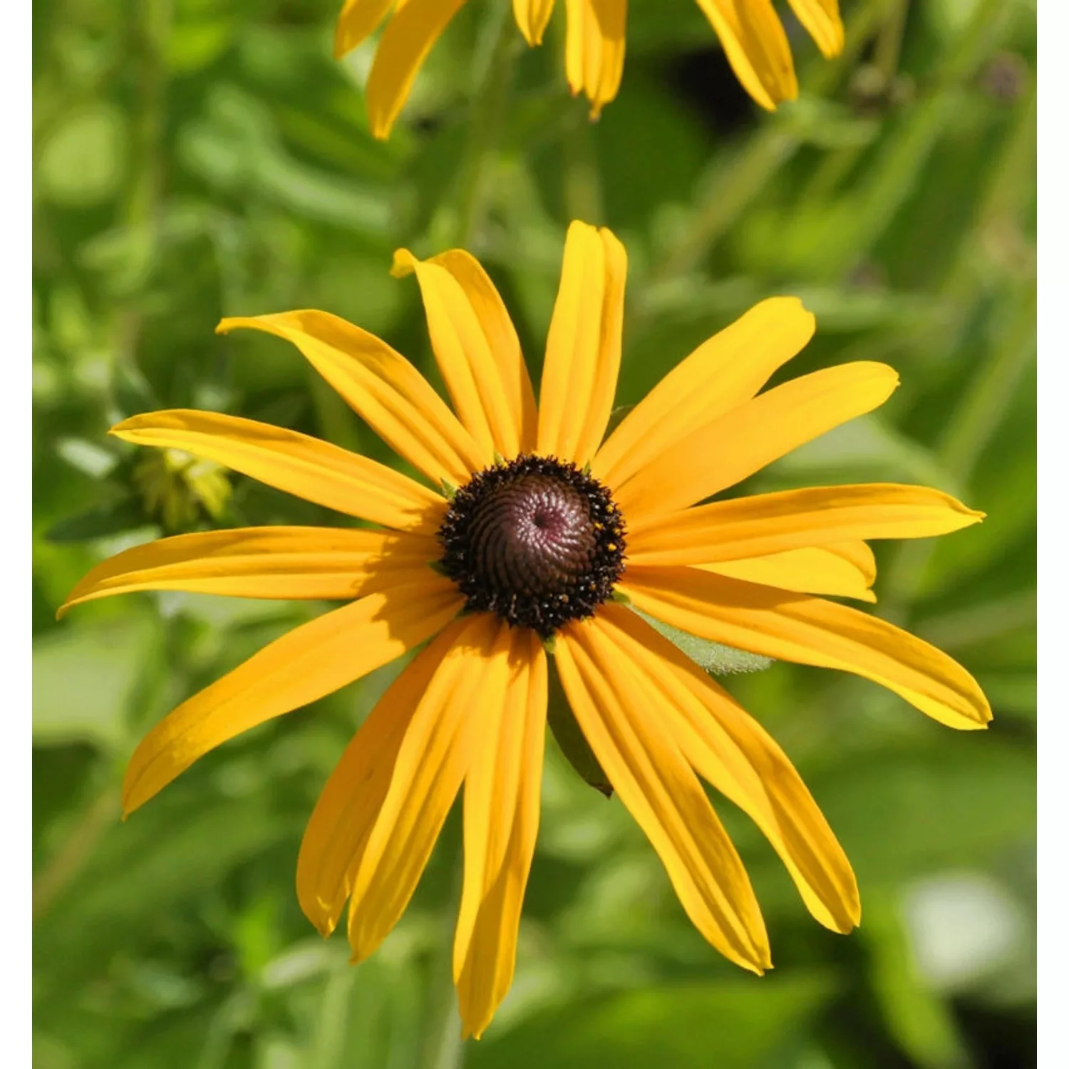 Gewöhnliche Sonnenhut - Rudbeckia fulgida günstig online kaufen