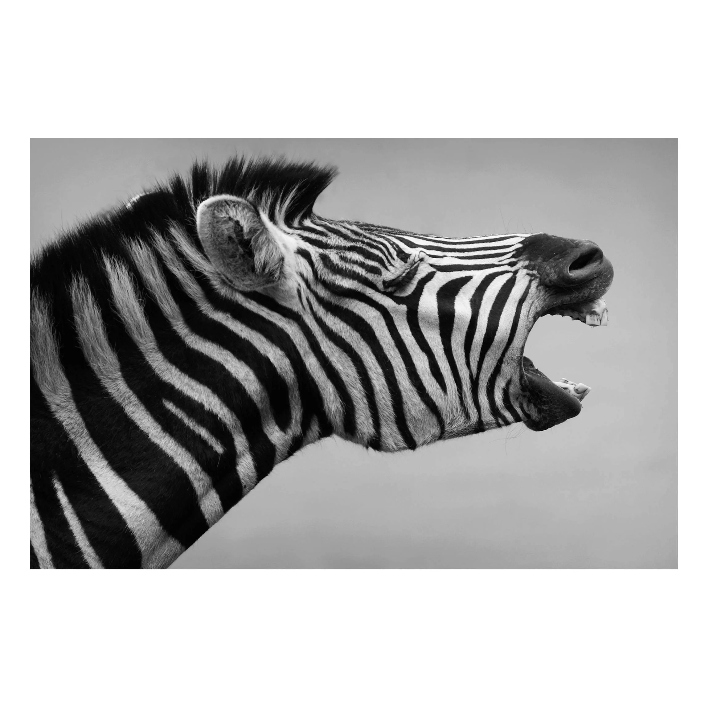 Magnettafel Tiere - Querformat 3:2 Brüllendes Zebra II günstig online kaufen