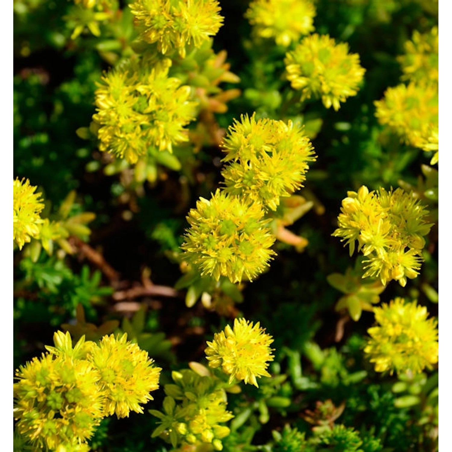 Felsen Fetthenne Tripmadam Felsen Mauerpfeffer - Sedum reflexum günstig online kaufen