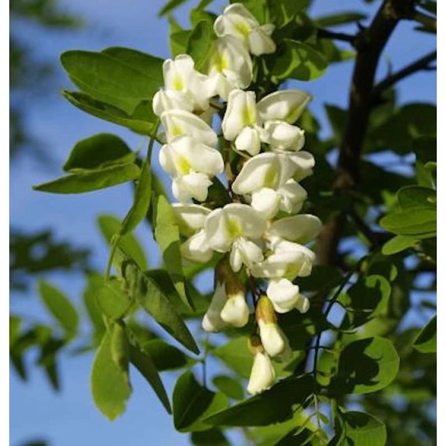 Korkenzieher-Robinie 100-125cm - Robinia pseudoacacia günstig online kaufen