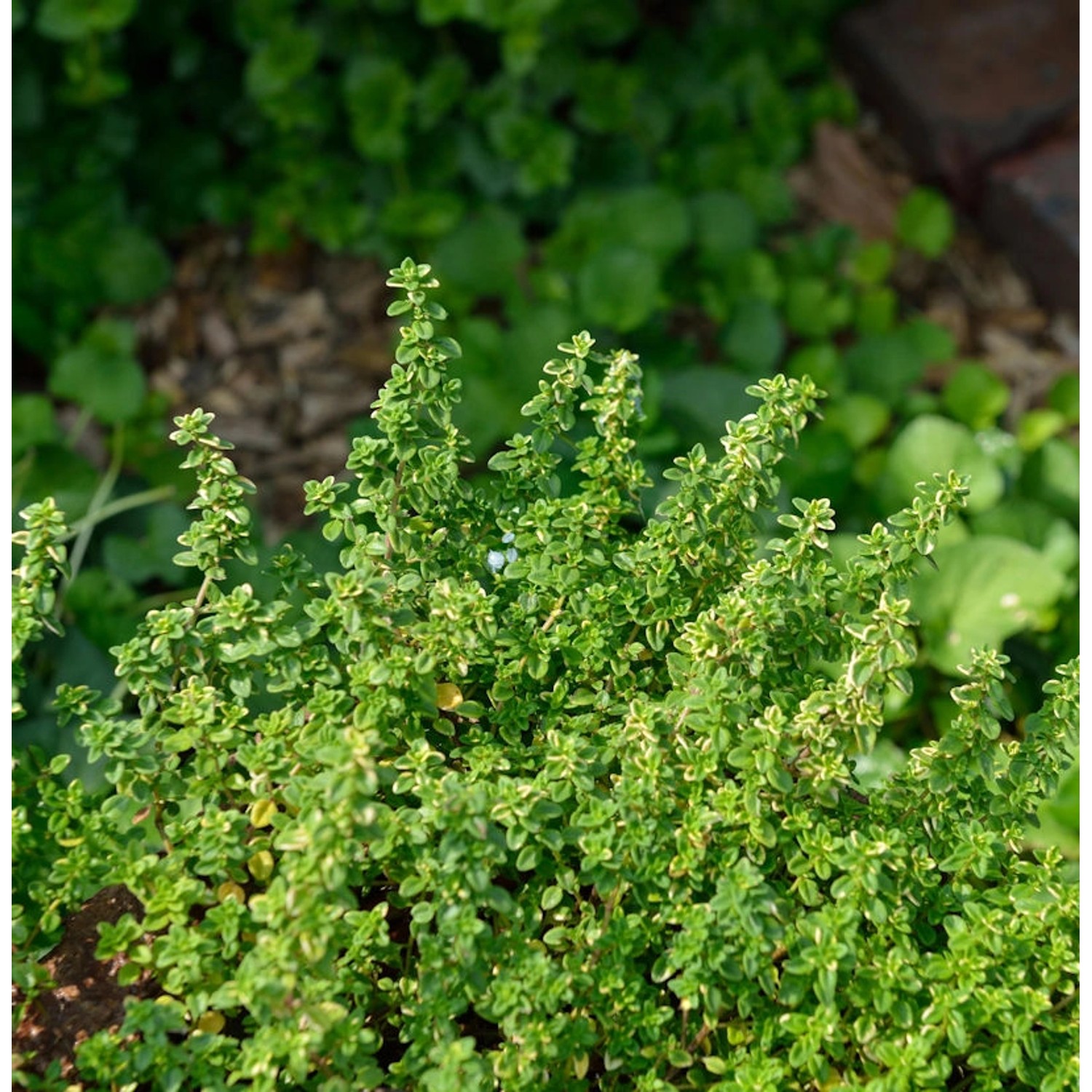 Echter Zitronen Thymian Lemon Variegated - Thymus citriodorus günstig online kaufen