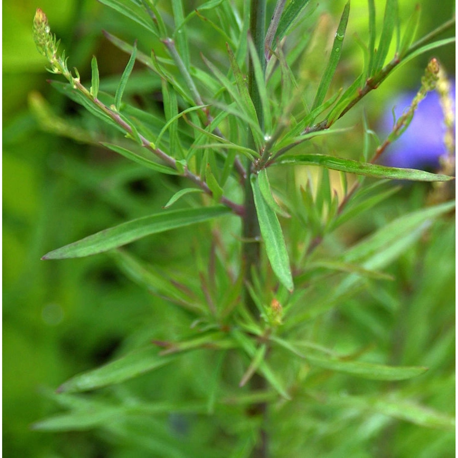 Weißes Italienisches Leinkraut - Linaria purpurea günstig online kaufen