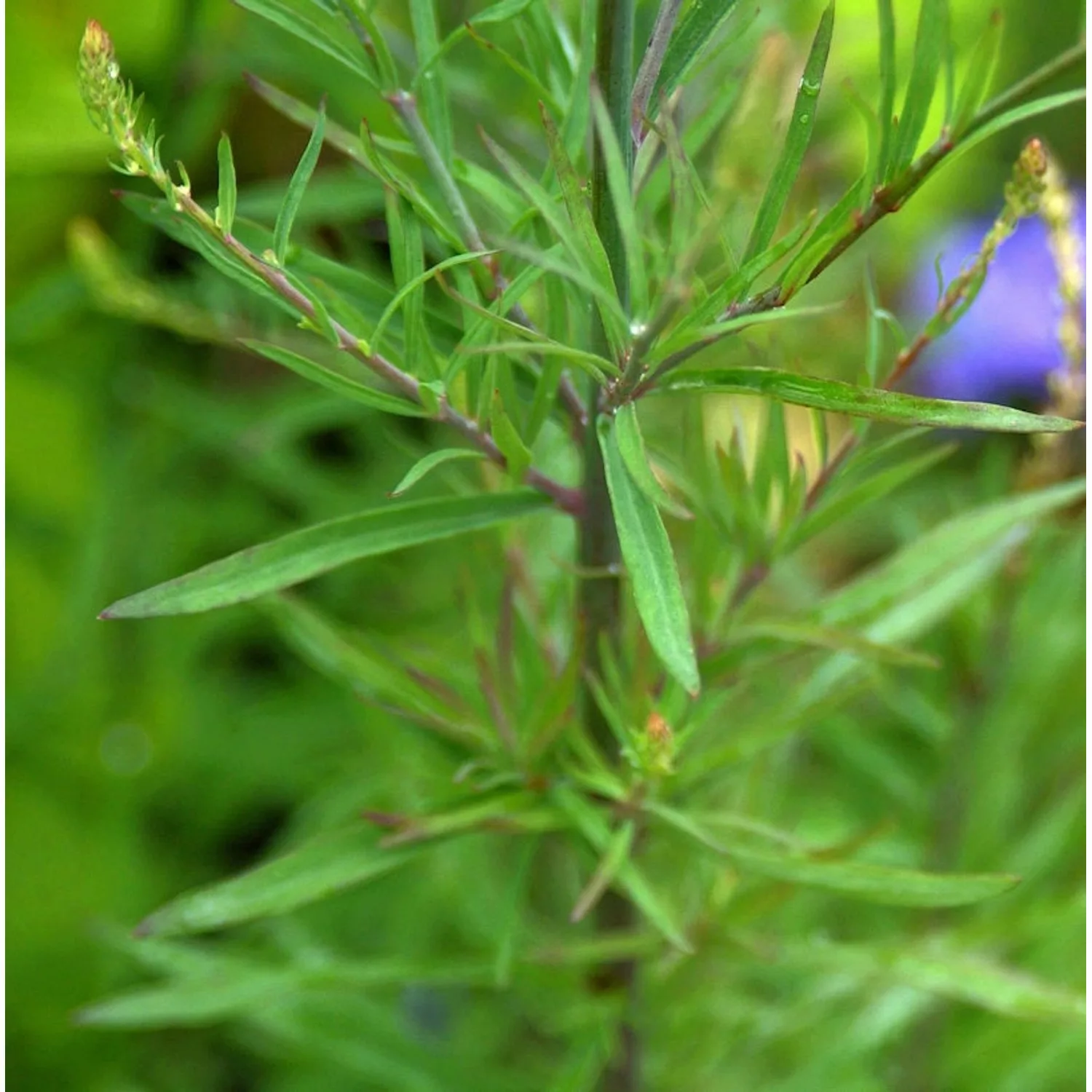 Weißes Italienisches Leinkraut - Linaria purpurea günstig online kaufen