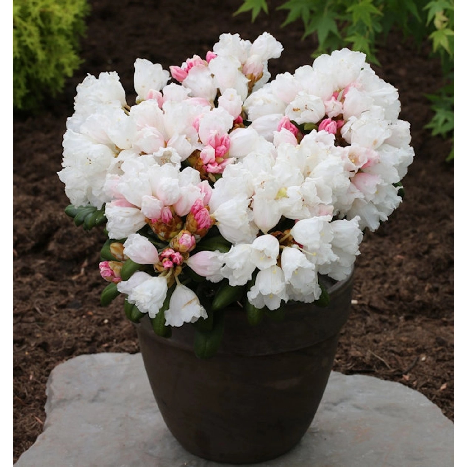 Rhododendron Schneekissen 25-30cm - Alpenrose günstig online kaufen