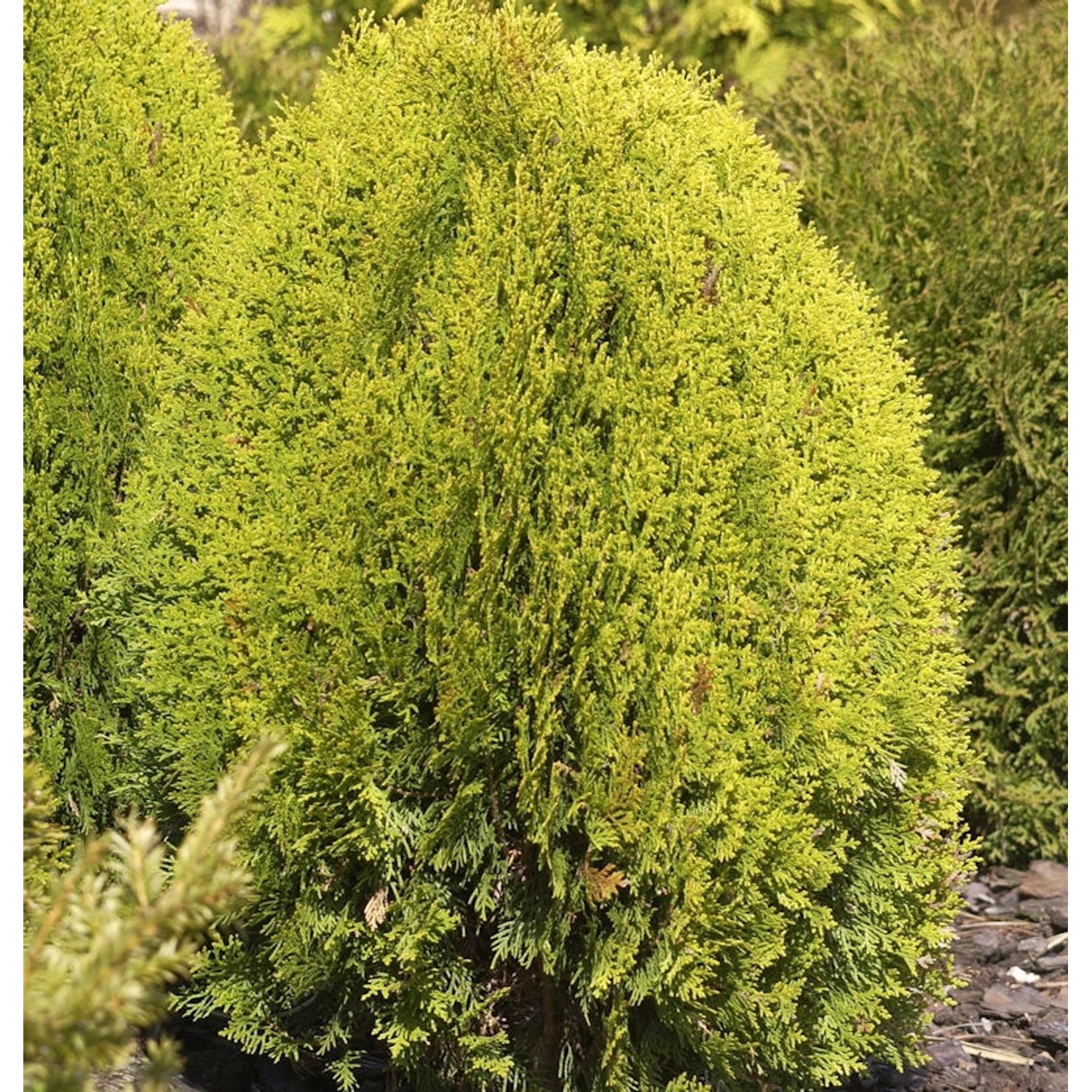 Gelber Zwerglebensbaum 25-30cm - Thuja occidentalis günstig online kaufen