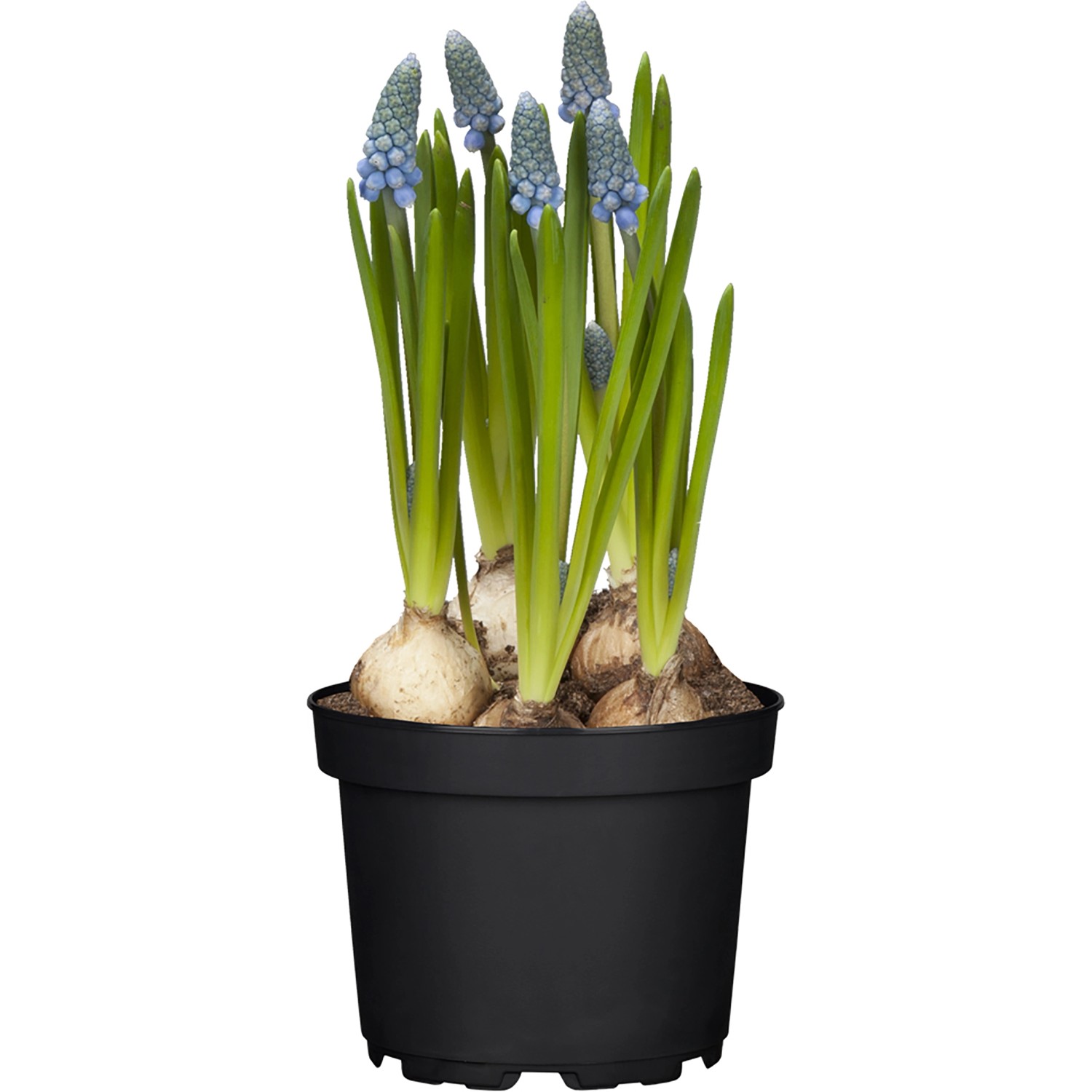 GROW by OBI Traubenhyazinthe Topf-Ø ca. 12 cm Muscari günstig online kaufen