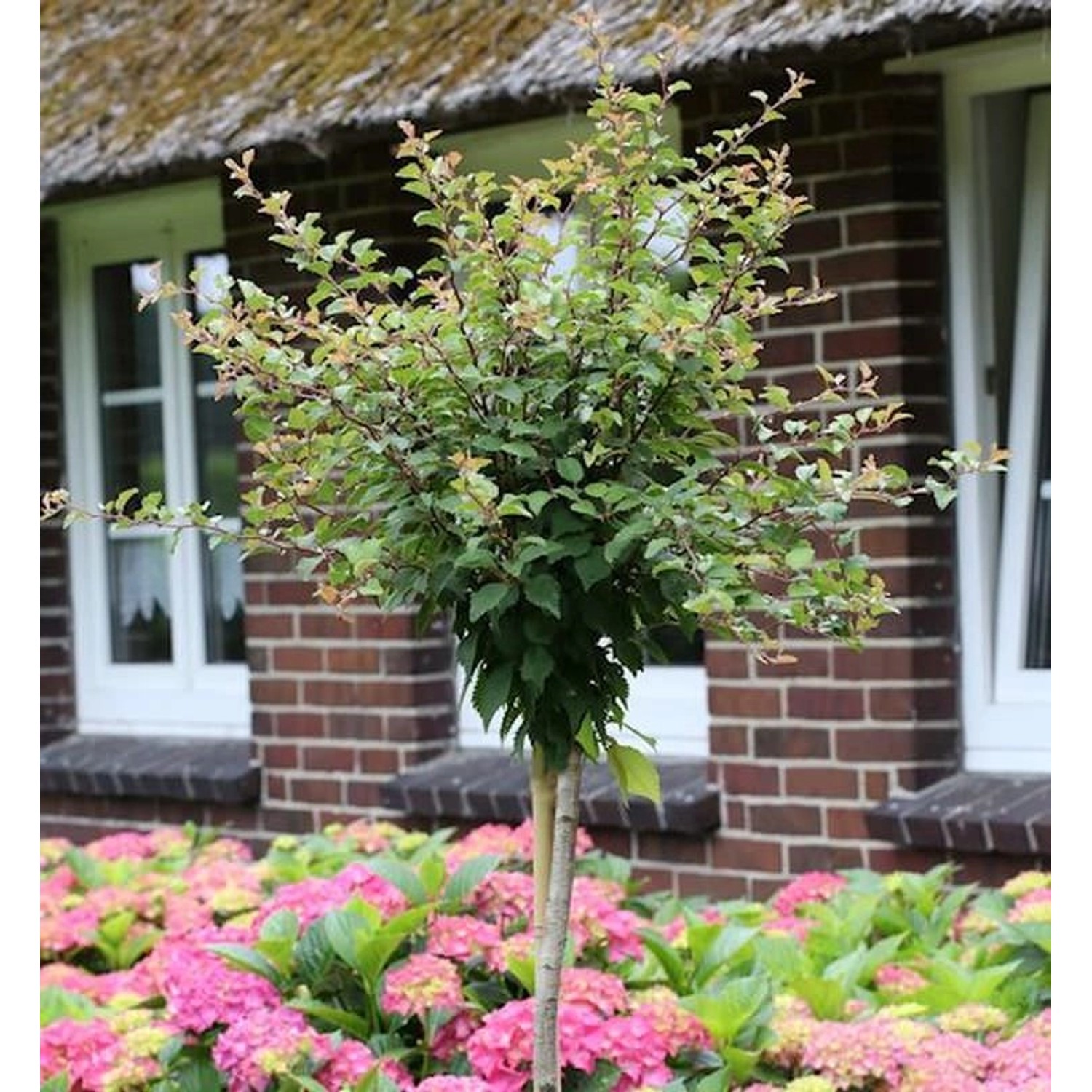 Hochstamm Geschlitzte Zierkirsche Kojou no mai 40-60cm - Prunus incisa günstig online kaufen