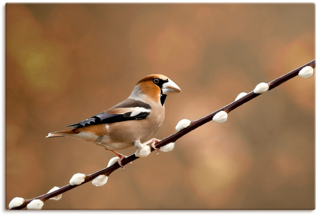 Artland Leinwandbild "Kernbeißer", Vogelbilder, (1 St.), auf Keilrahmen ges günstig online kaufen