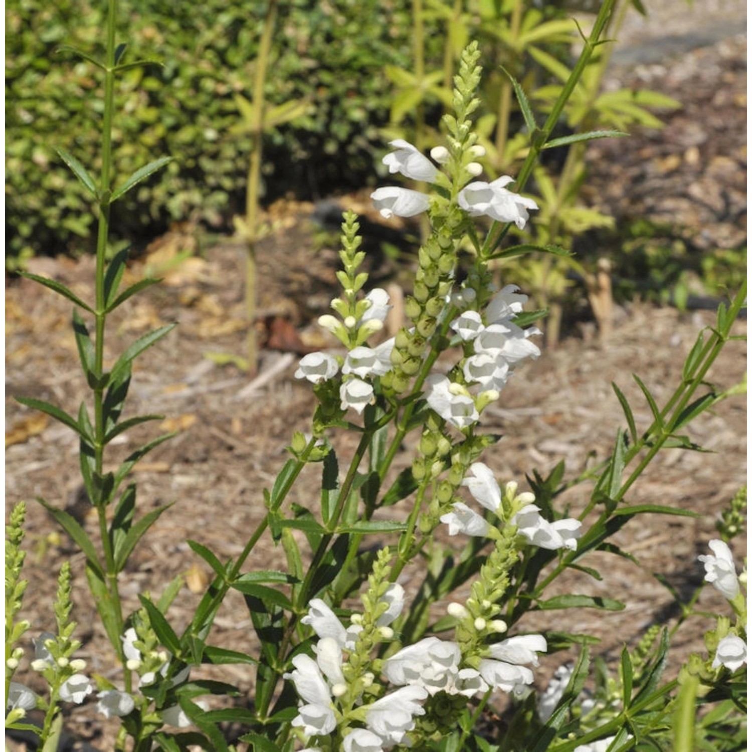 Gelenkblume Crystal Peak White - Physostegia virginiana günstig online kaufen