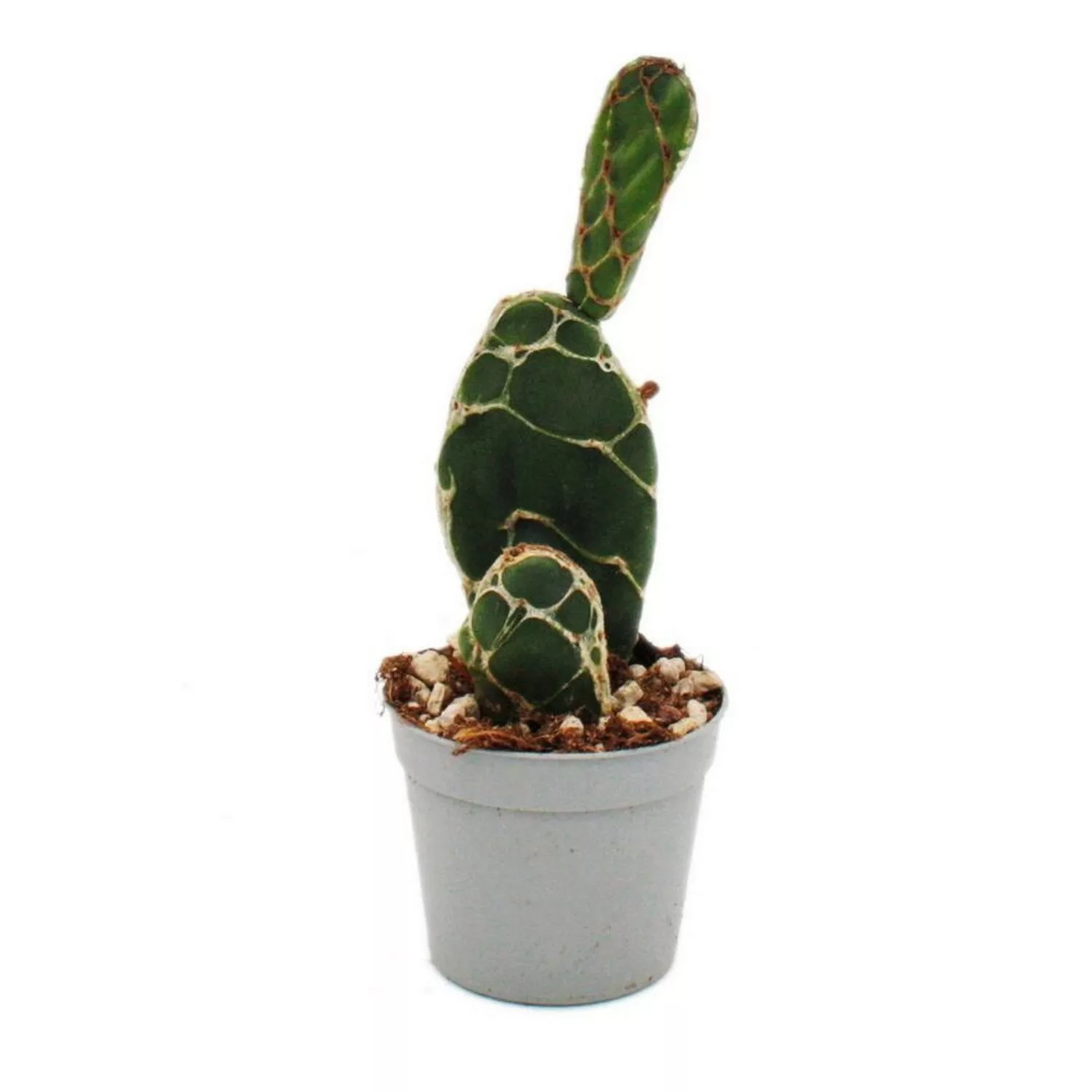 Exotenherz Kobra-Kaktus Opuntia Reticulata Cobra Augefallener Ohrenkaktus 6 günstig online kaufen