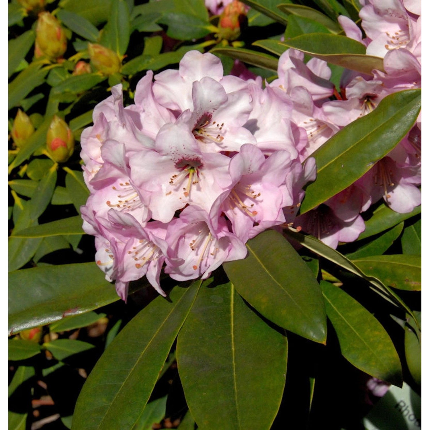 INKARHO - Rhododendron Dominik 25-30cm - Alpenrose günstig online kaufen