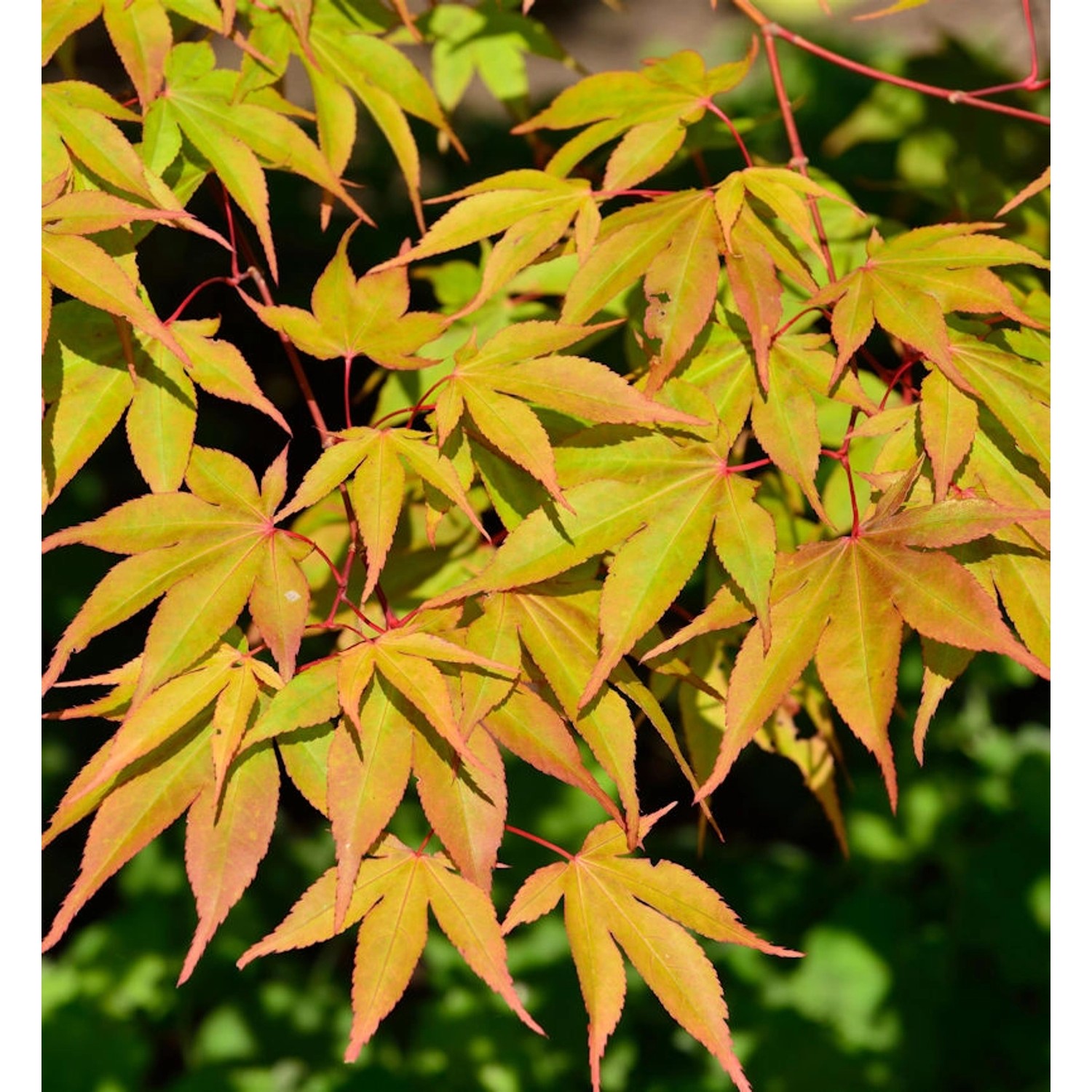 Fächerahorn Osakazuki 125-150cm - Acer palmatum günstig online kaufen