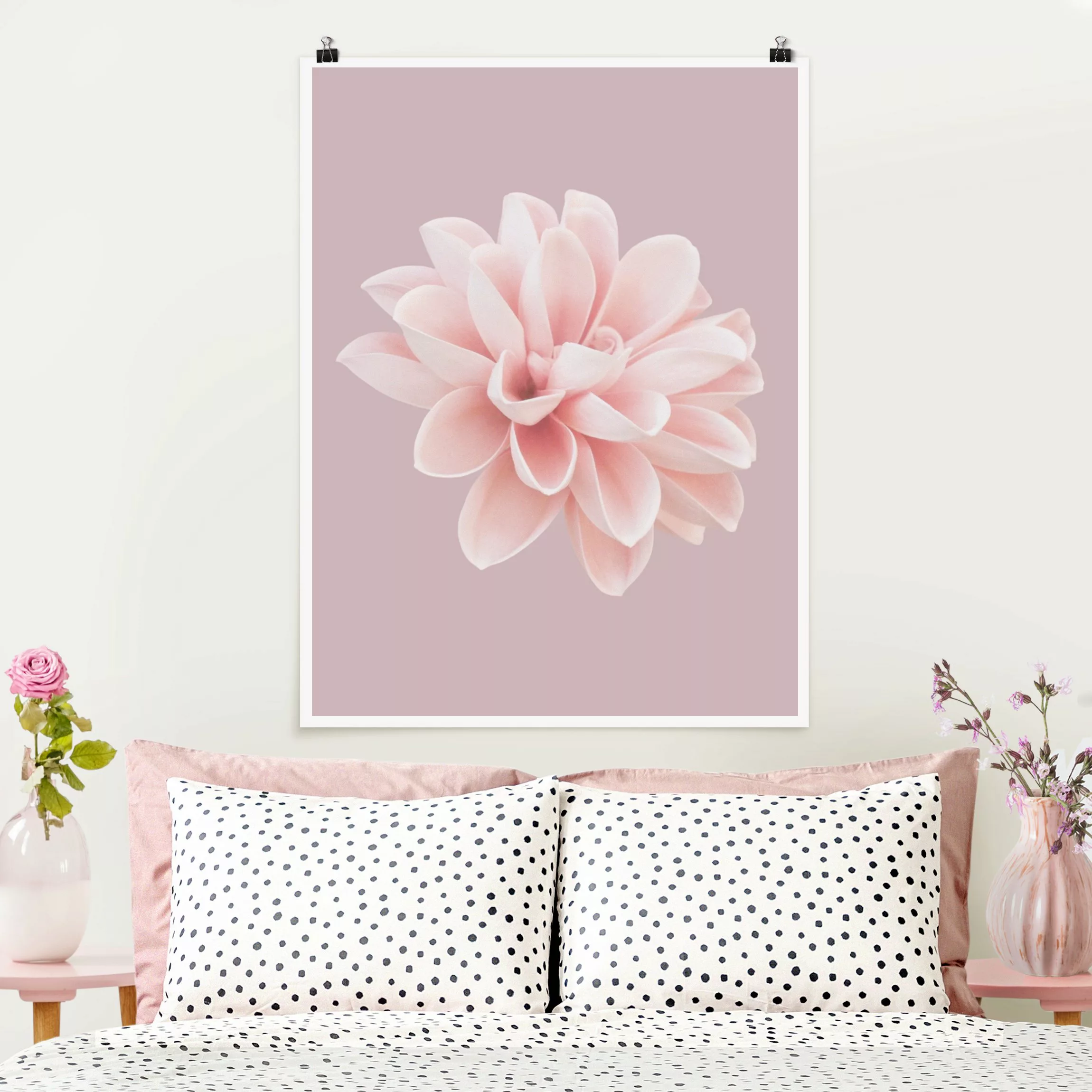 Poster Fotografie Dahlie Blume Lavendel Rosa Weiß günstig online kaufen