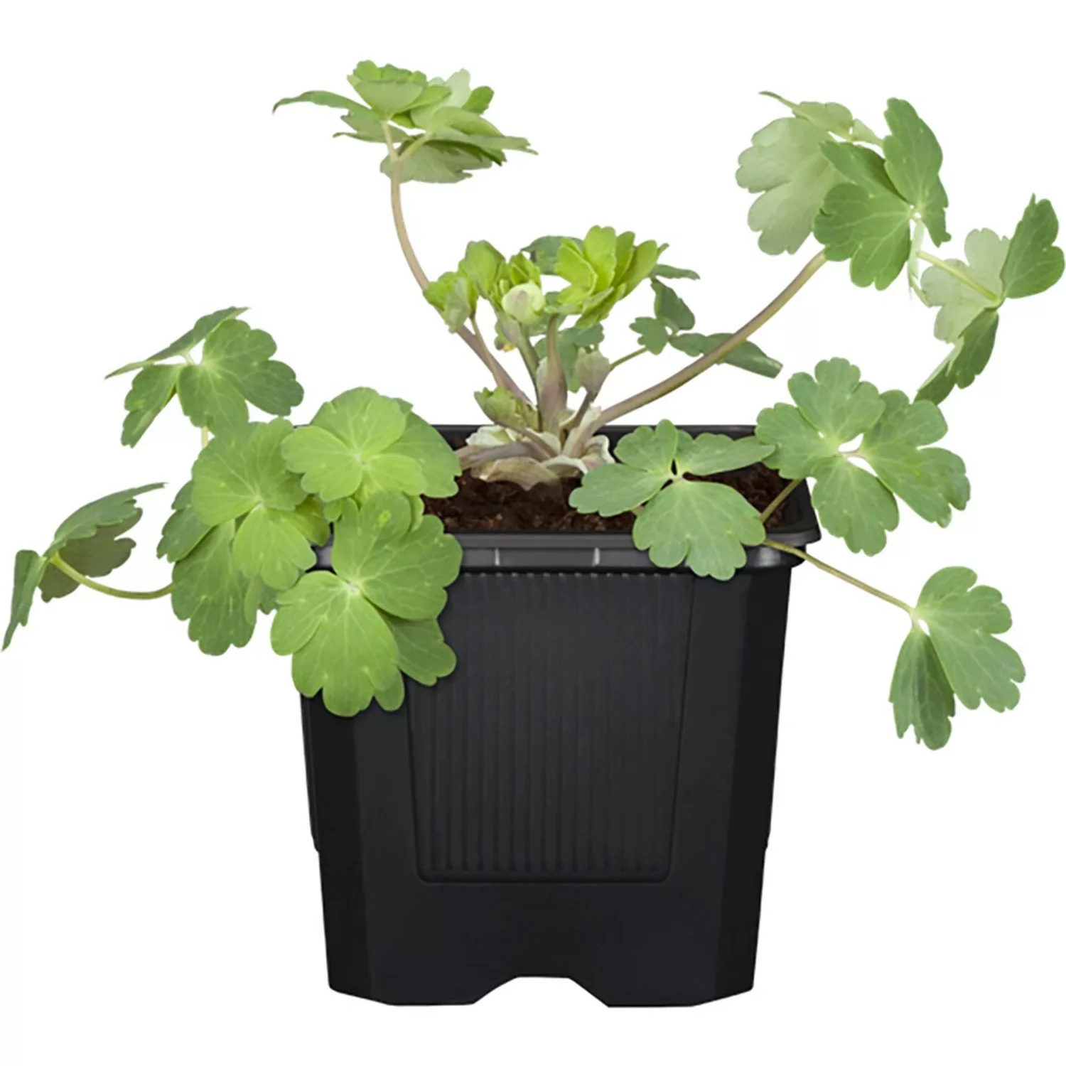 GROW by OBI Akelei Biedermeier Topf-Ø ca. 9 cm x 9 cm Aquilegia günstig online kaufen