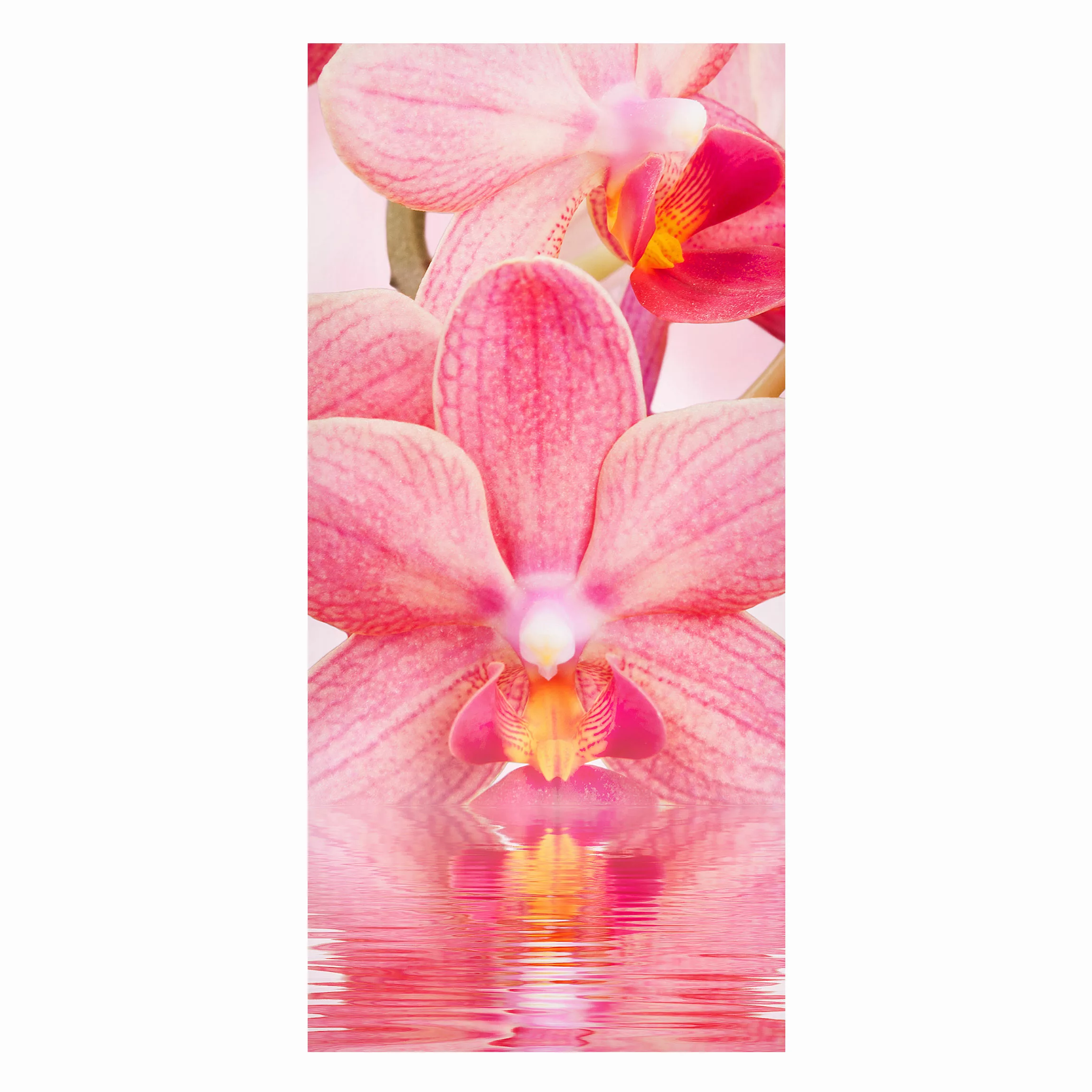Magnettafel Blumen - Hochformat 1:2 Rosa Orchideen auf Wasser günstig online kaufen
