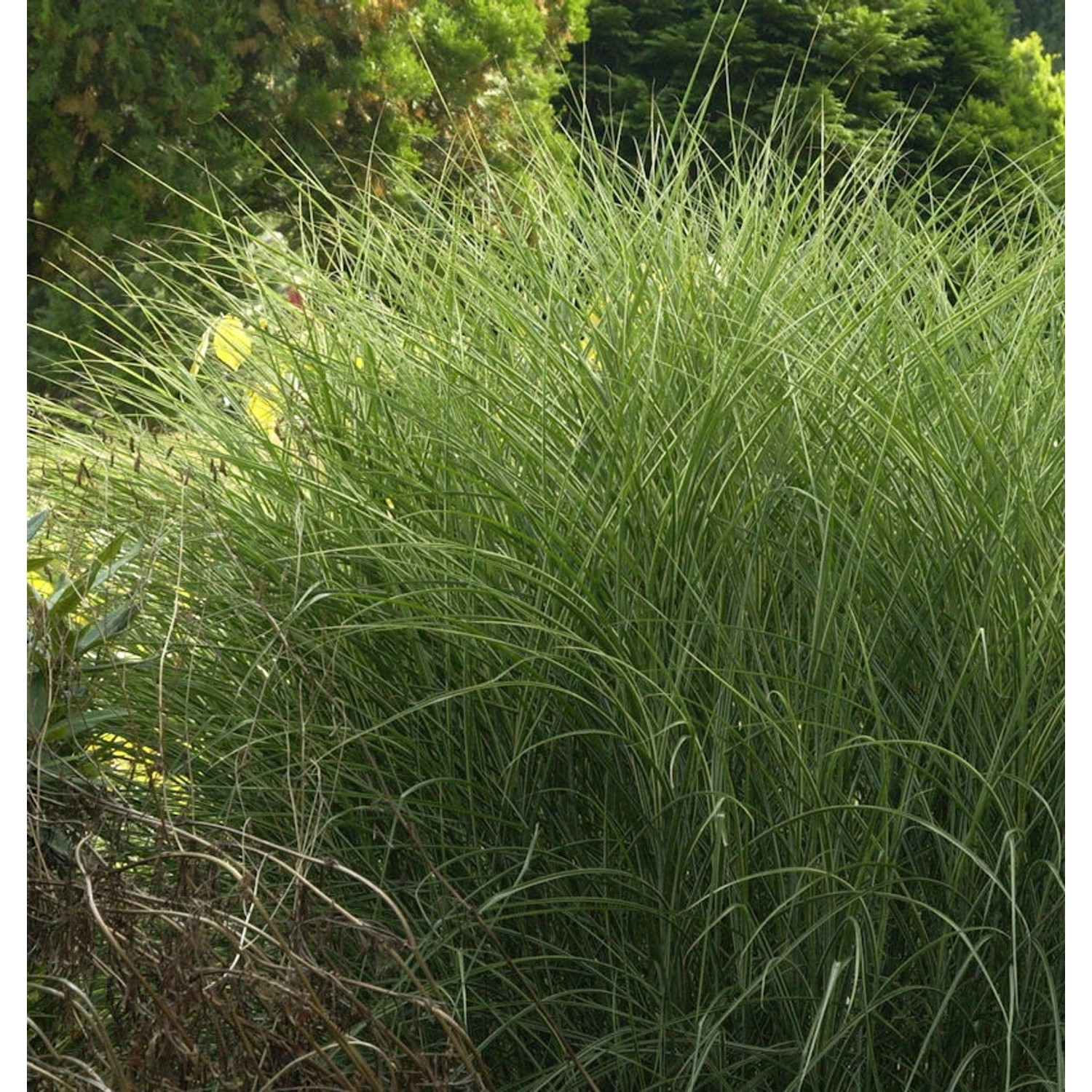 Chinaschilf Morning Light - Miscanthus sinensis günstig online kaufen