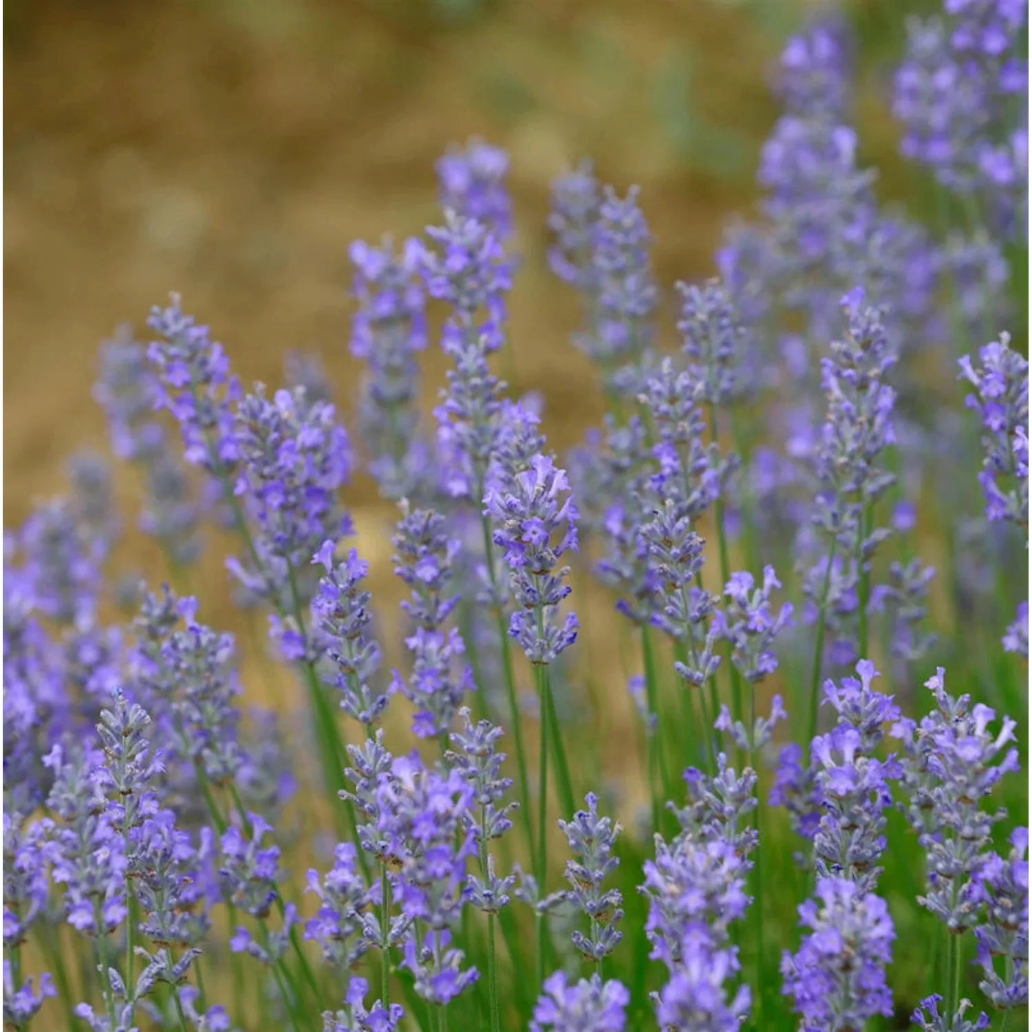 Lavendel Hidcote Giant - Lavandula intermedia günstig online kaufen