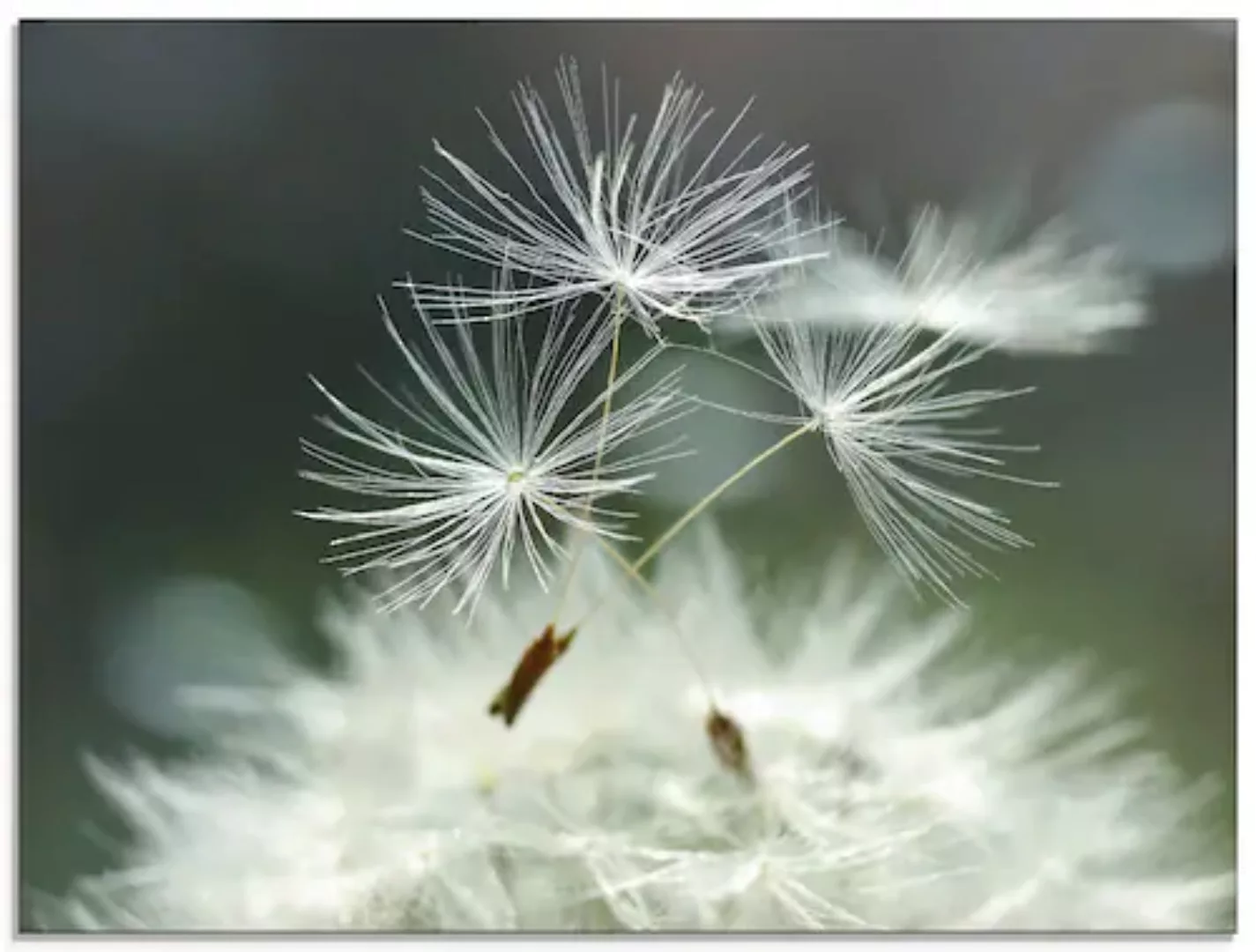 Artland Glasbild "Pusteblume Facility", Blumen, (1 St.), in verschiedenen G günstig online kaufen