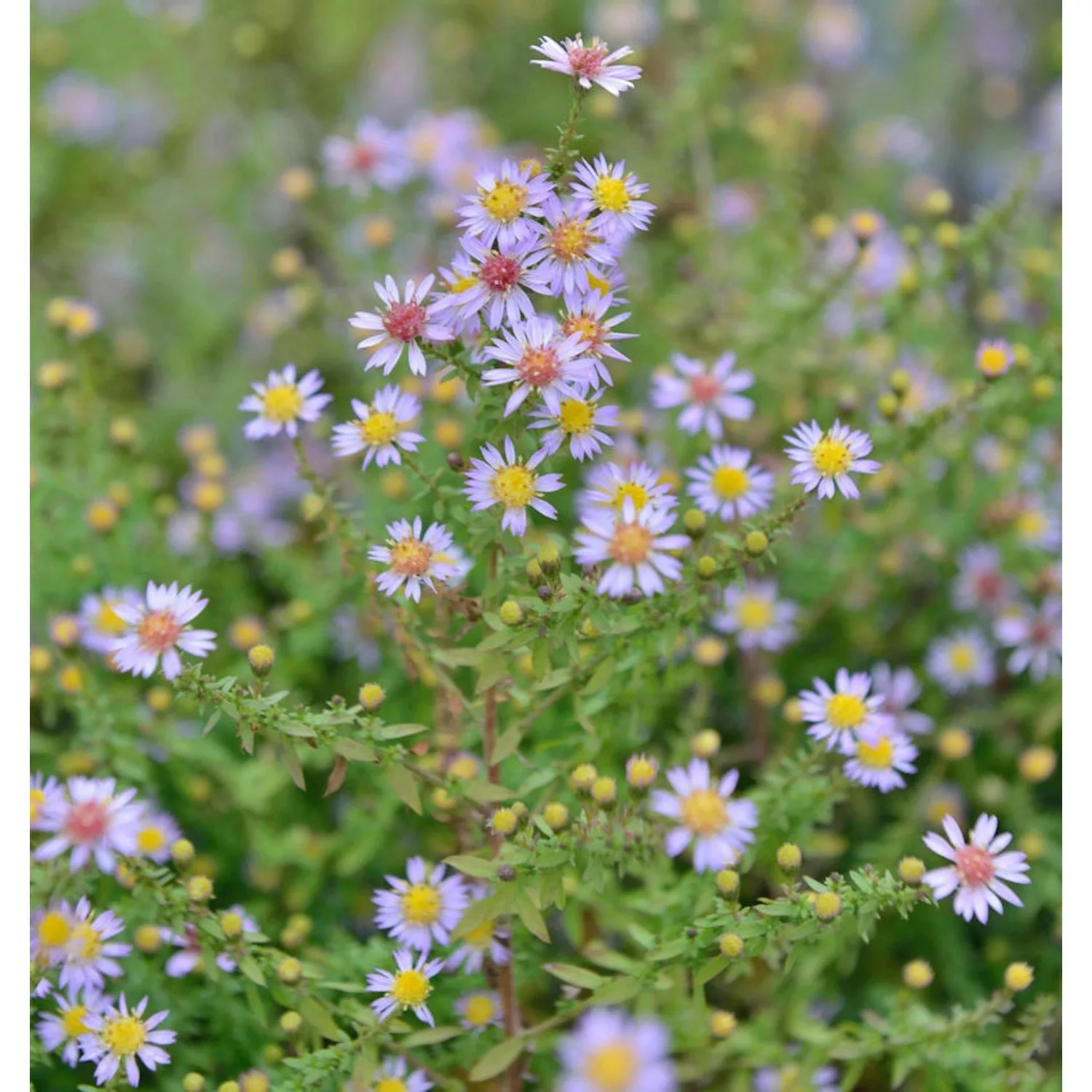 Myrtenaster Lovely - Aster alpinus günstig online kaufen