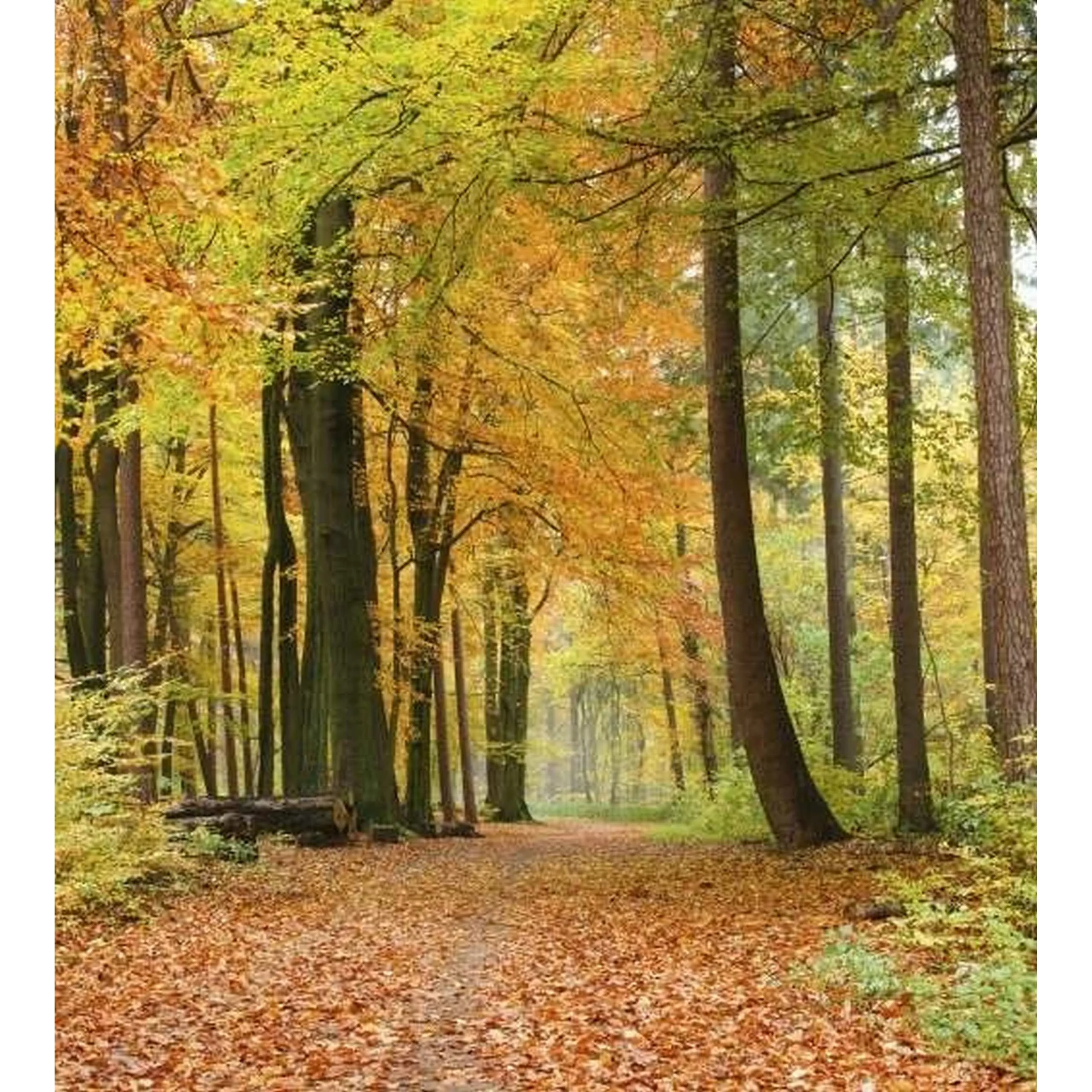 Fototapete AUTUMN FOREST  | MS-3-0099 | Orange | Digitaldruck auf Vliesträg günstig online kaufen