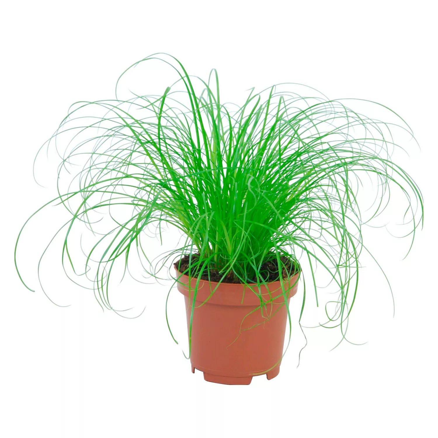 Katzengras Topf-Ø ca. 12 cm Cyperus alternifolius zumula günstig online kaufen