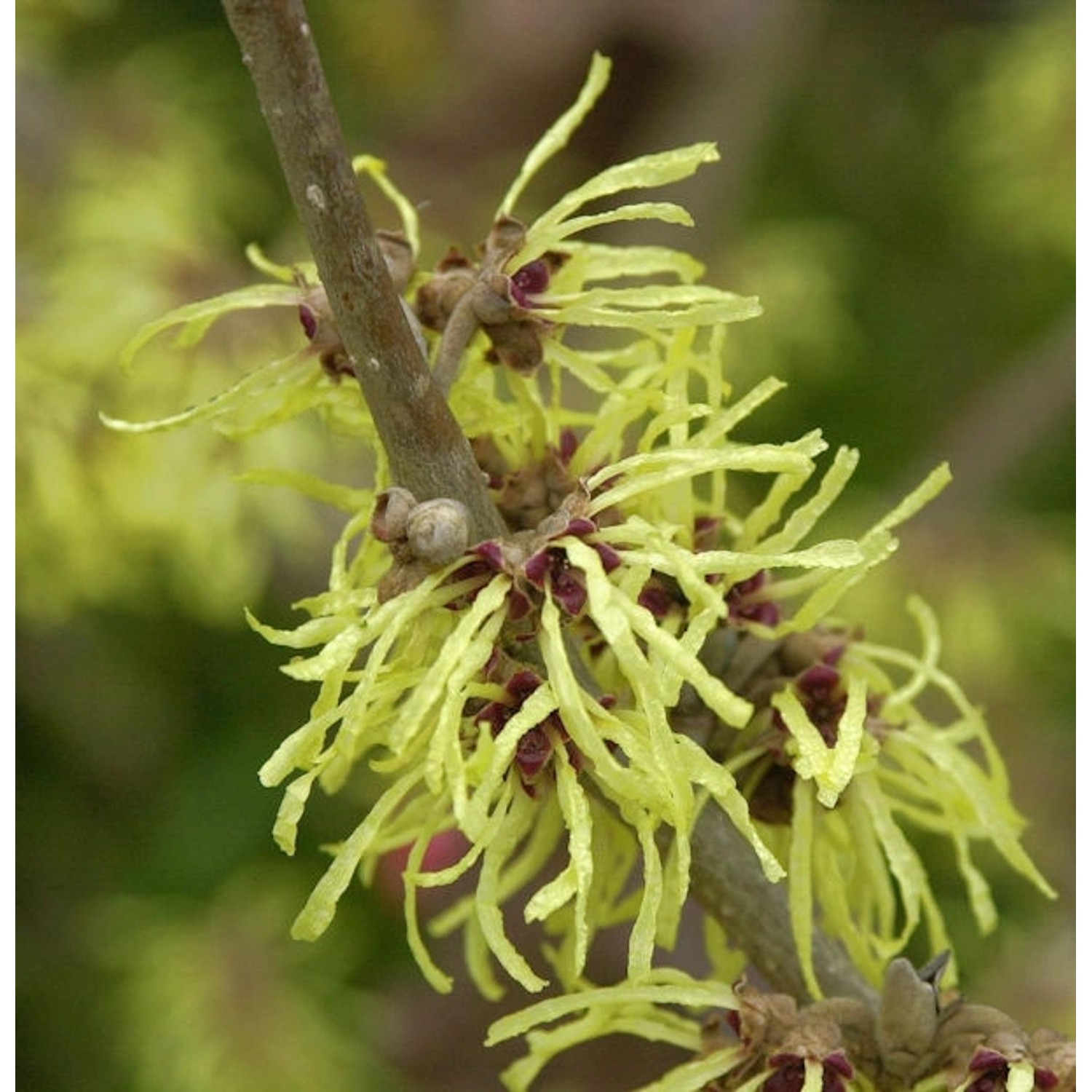 Lichtmess Zaubernuß Pallida 80-100cm - Hamamelis intermedia günstig online kaufen